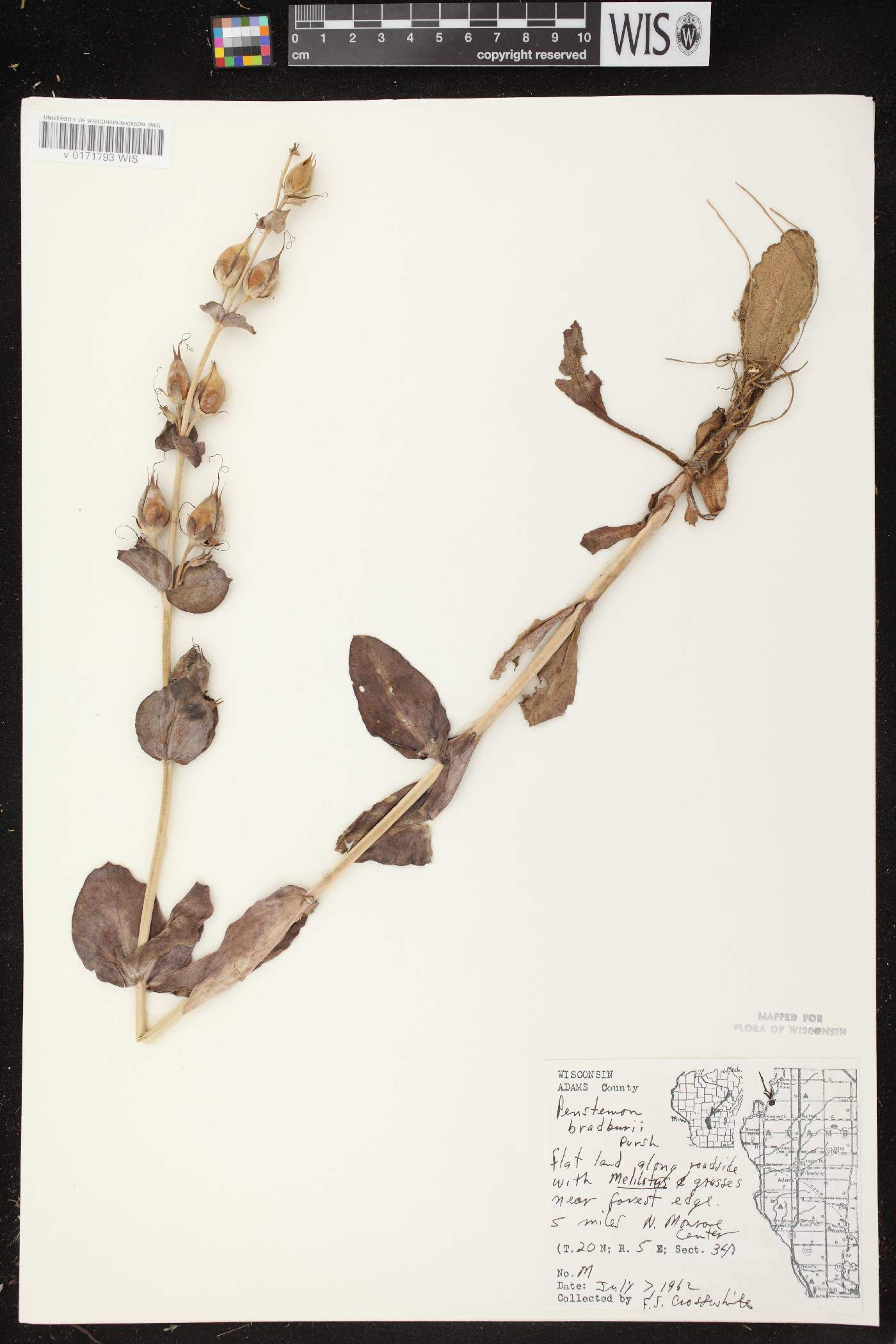 Penstemon grandiflorus image