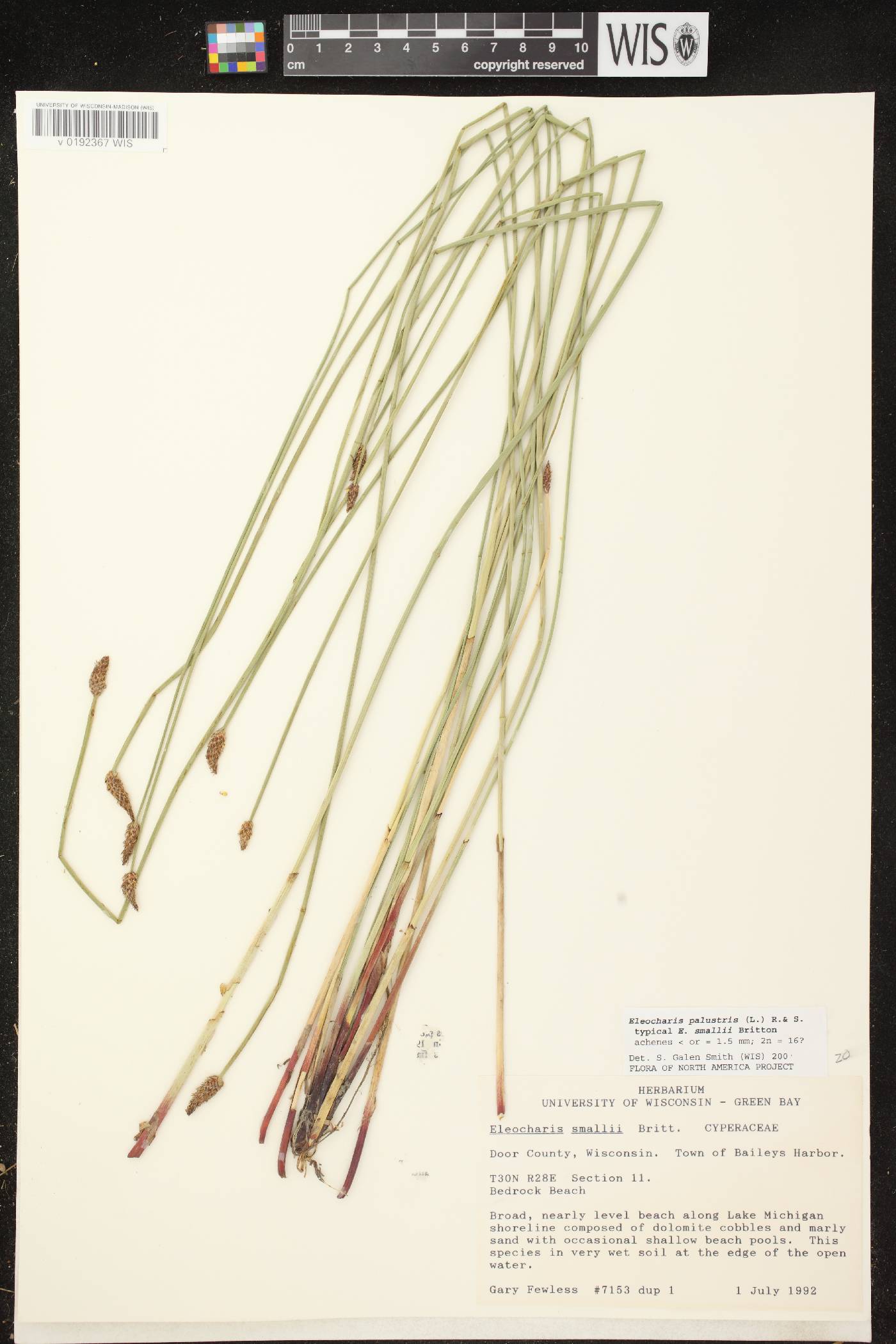 Eleocharis palustris image