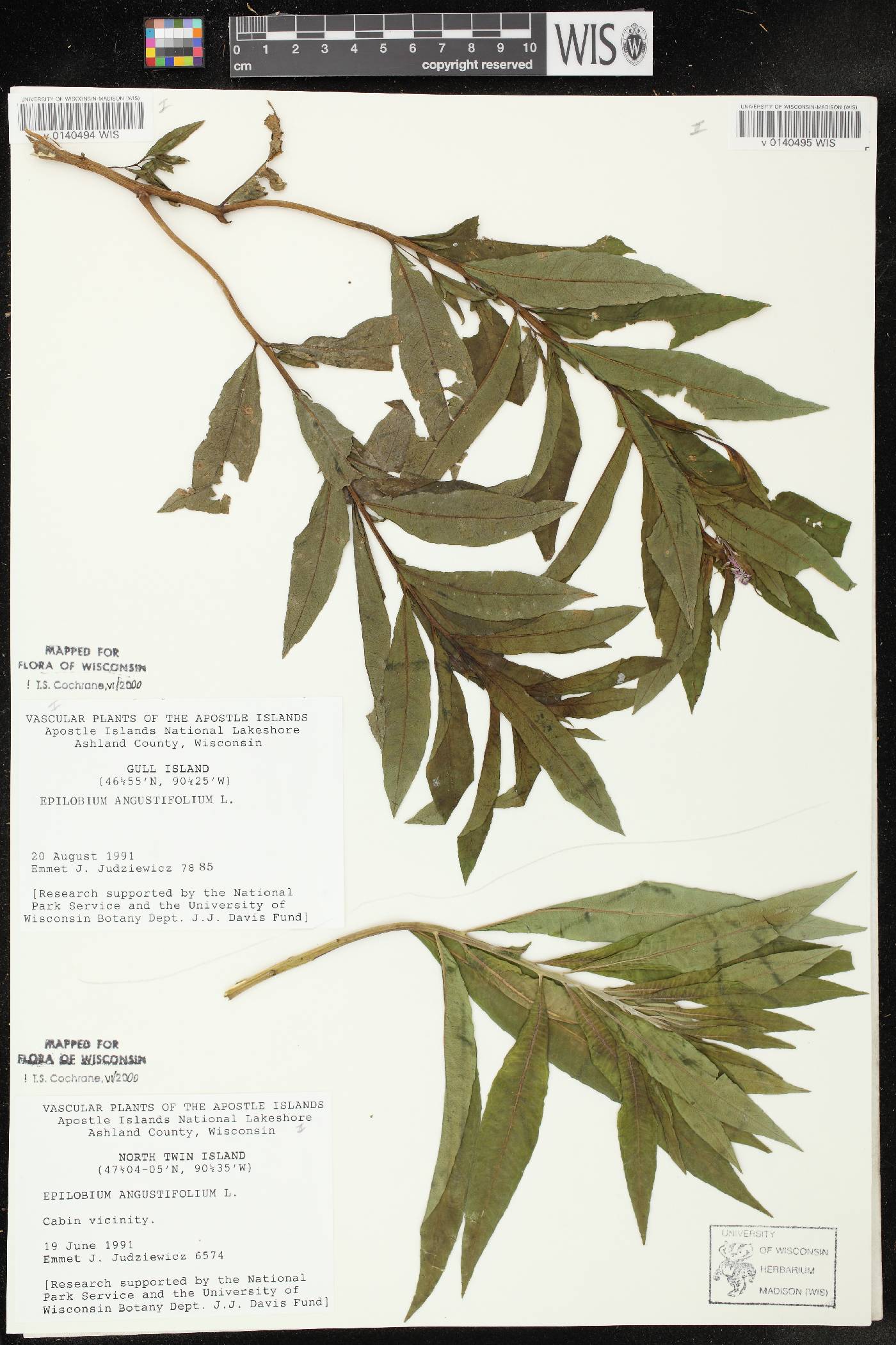 Chamerion angustifolium subsp. circumvagum image