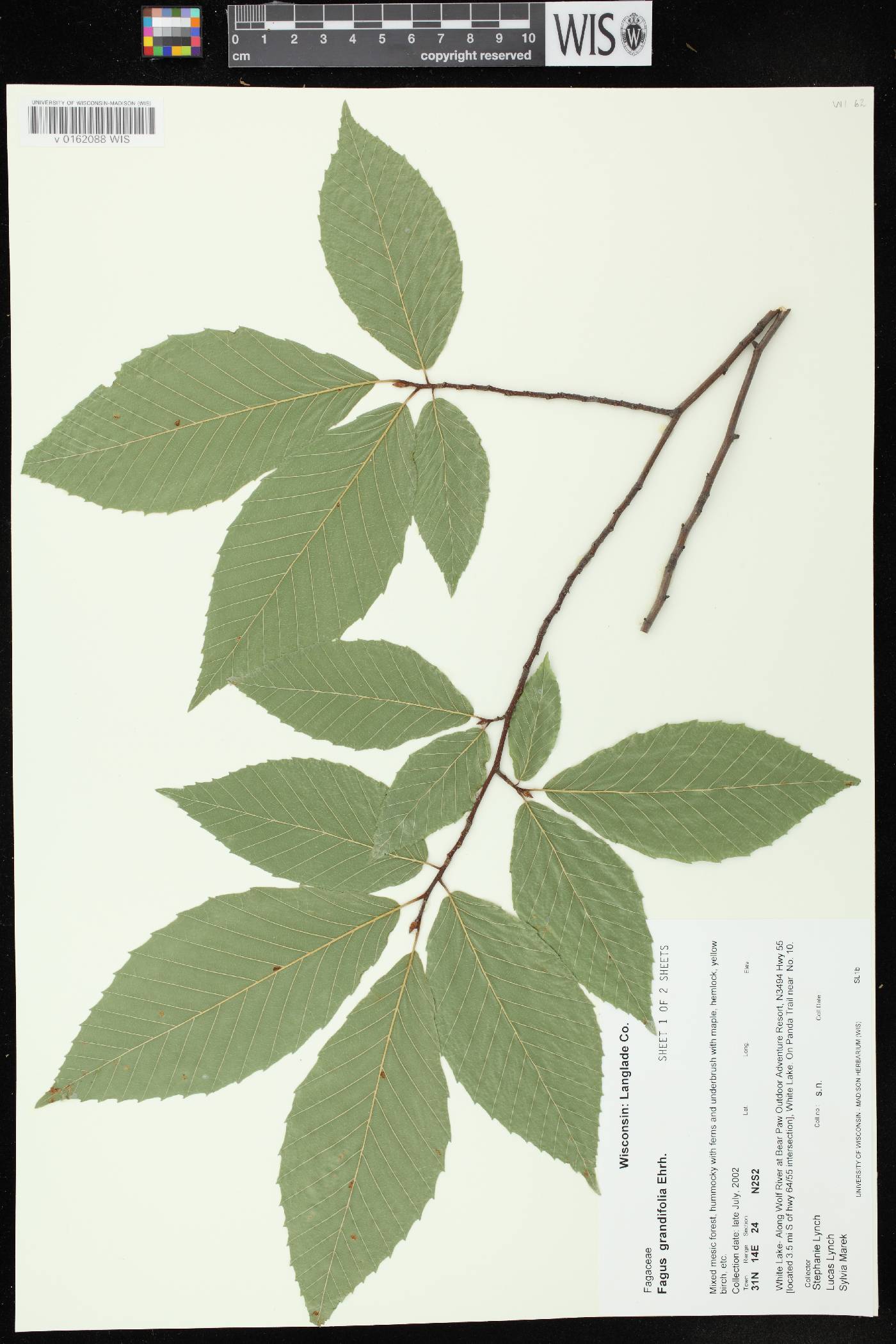 Fagus grandifolia image