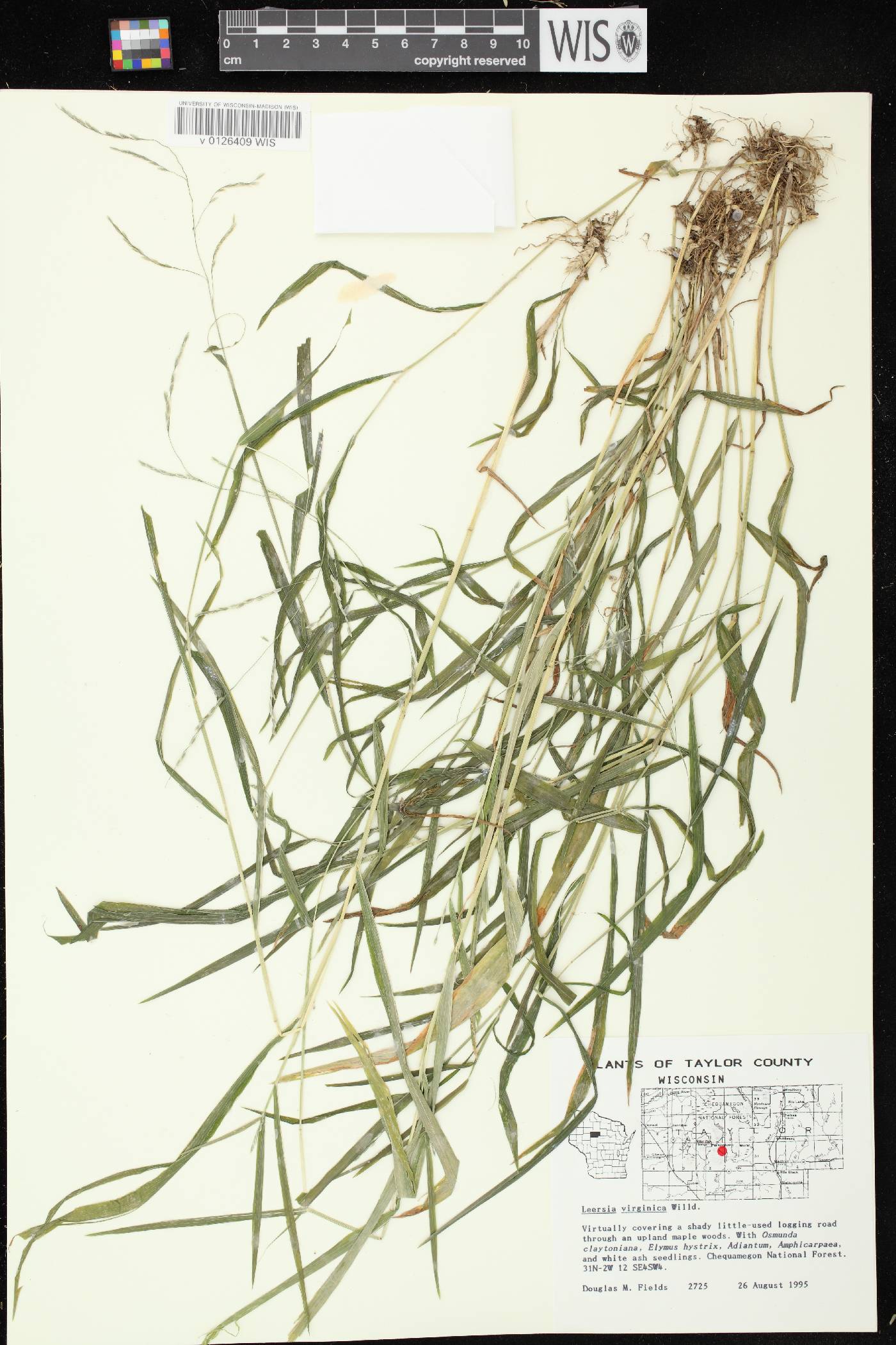 Leersia virginica image