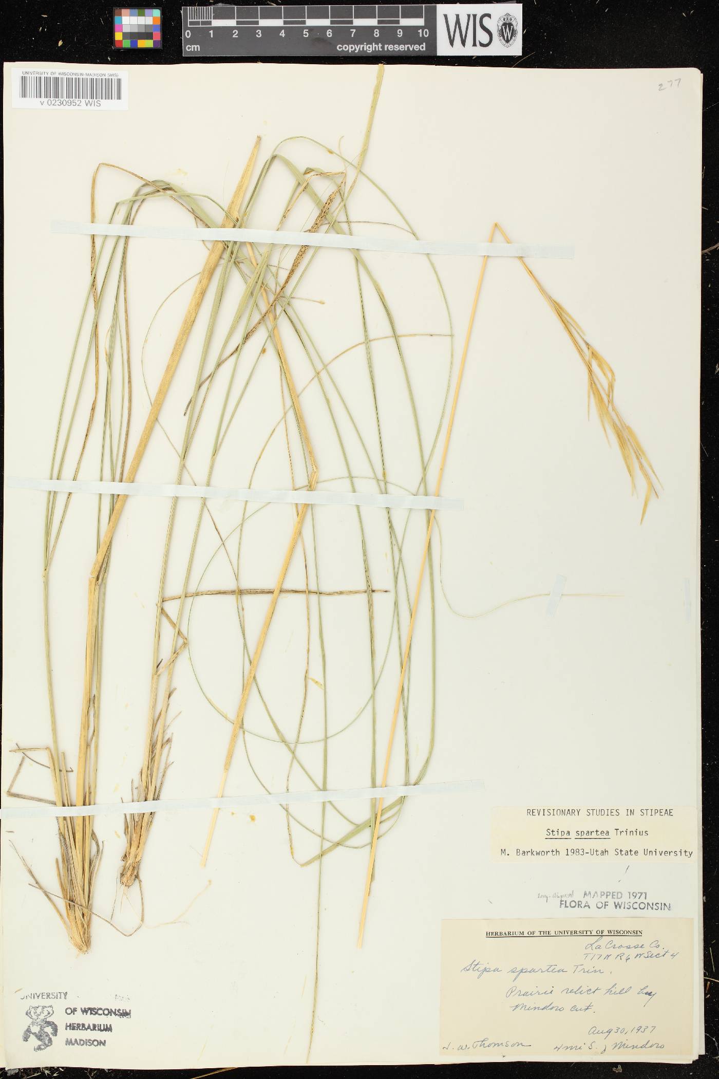 Hesperostipa spartea image