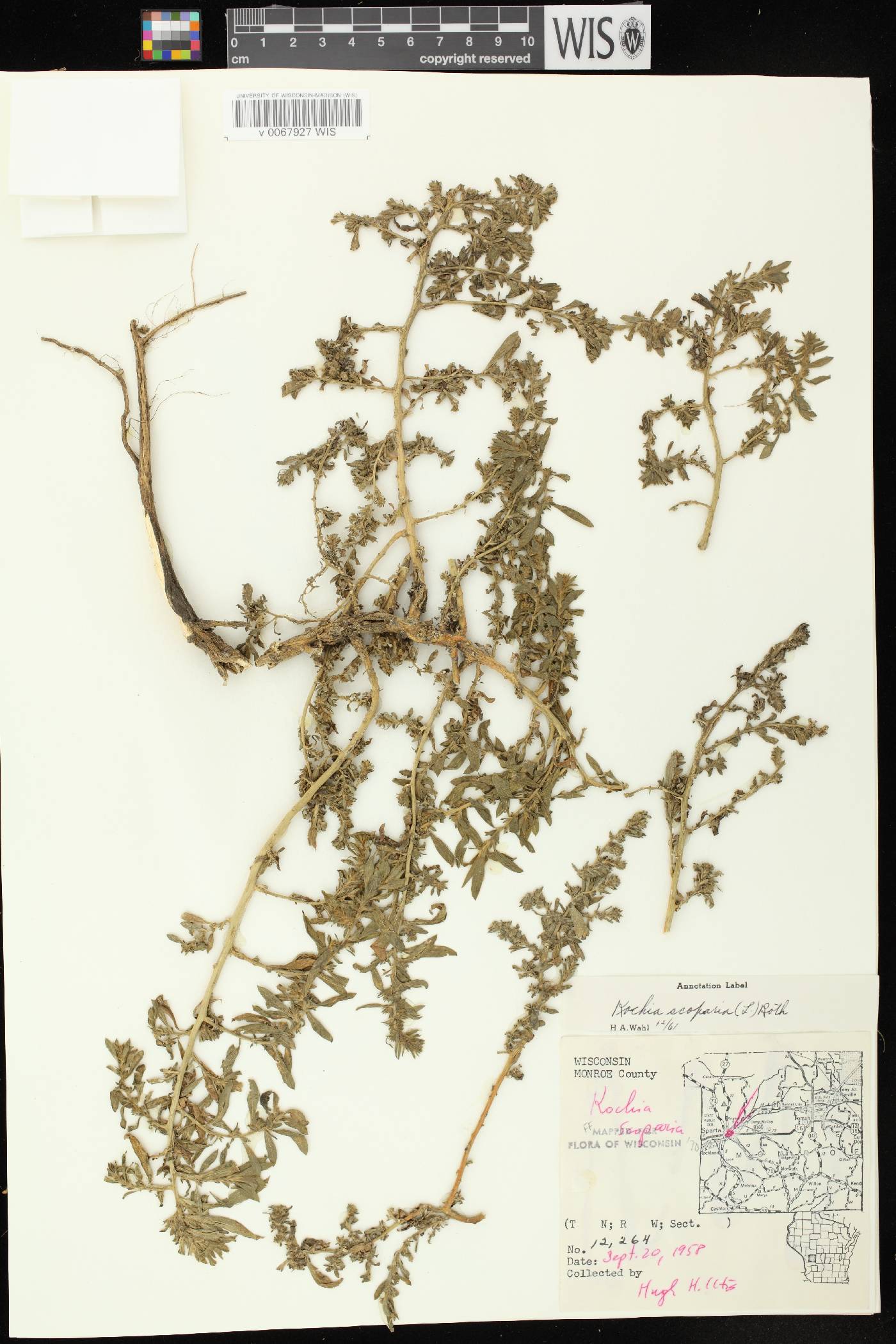 Bassia scoparia image
