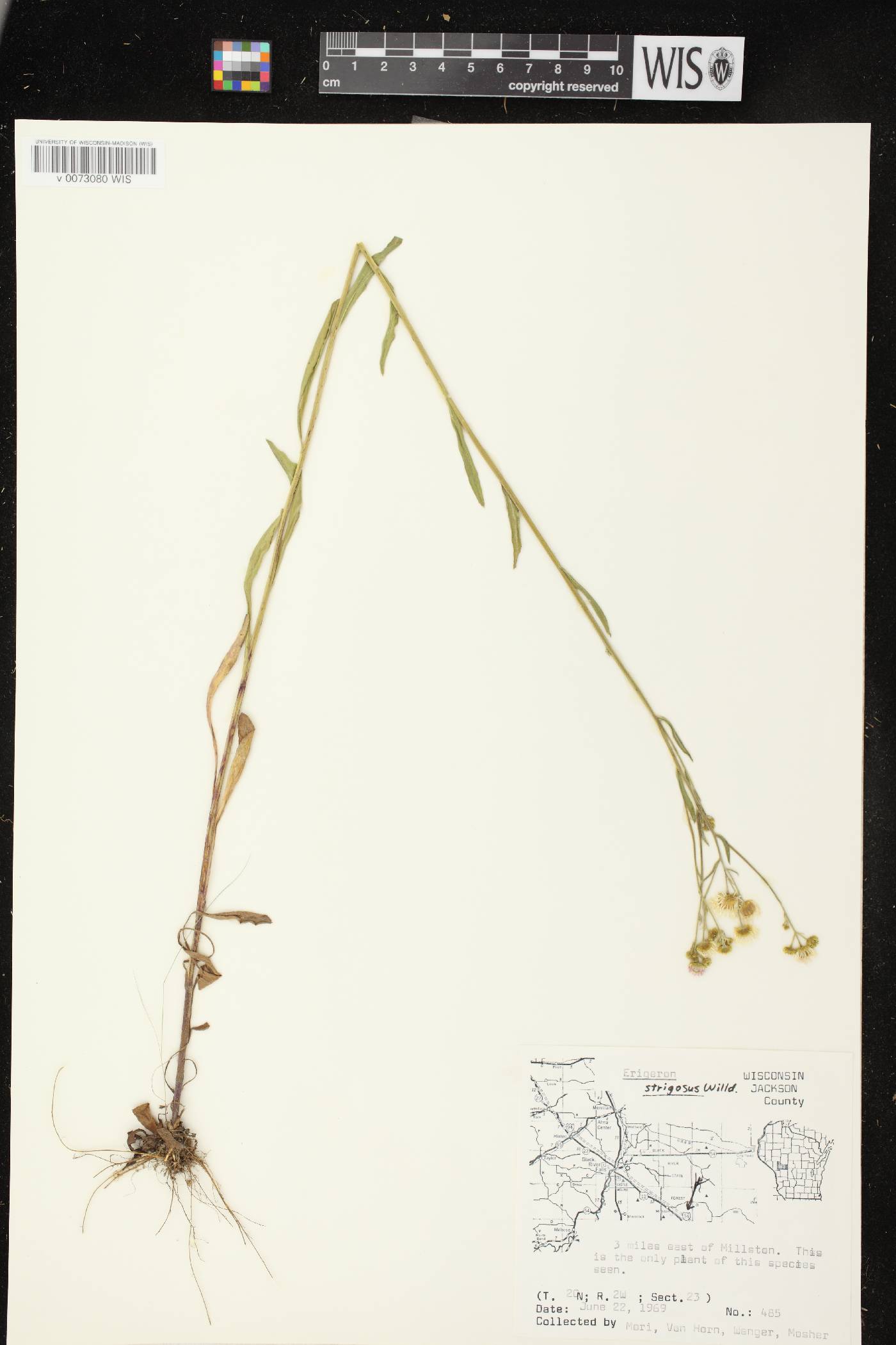 Erigeron strigosus image
