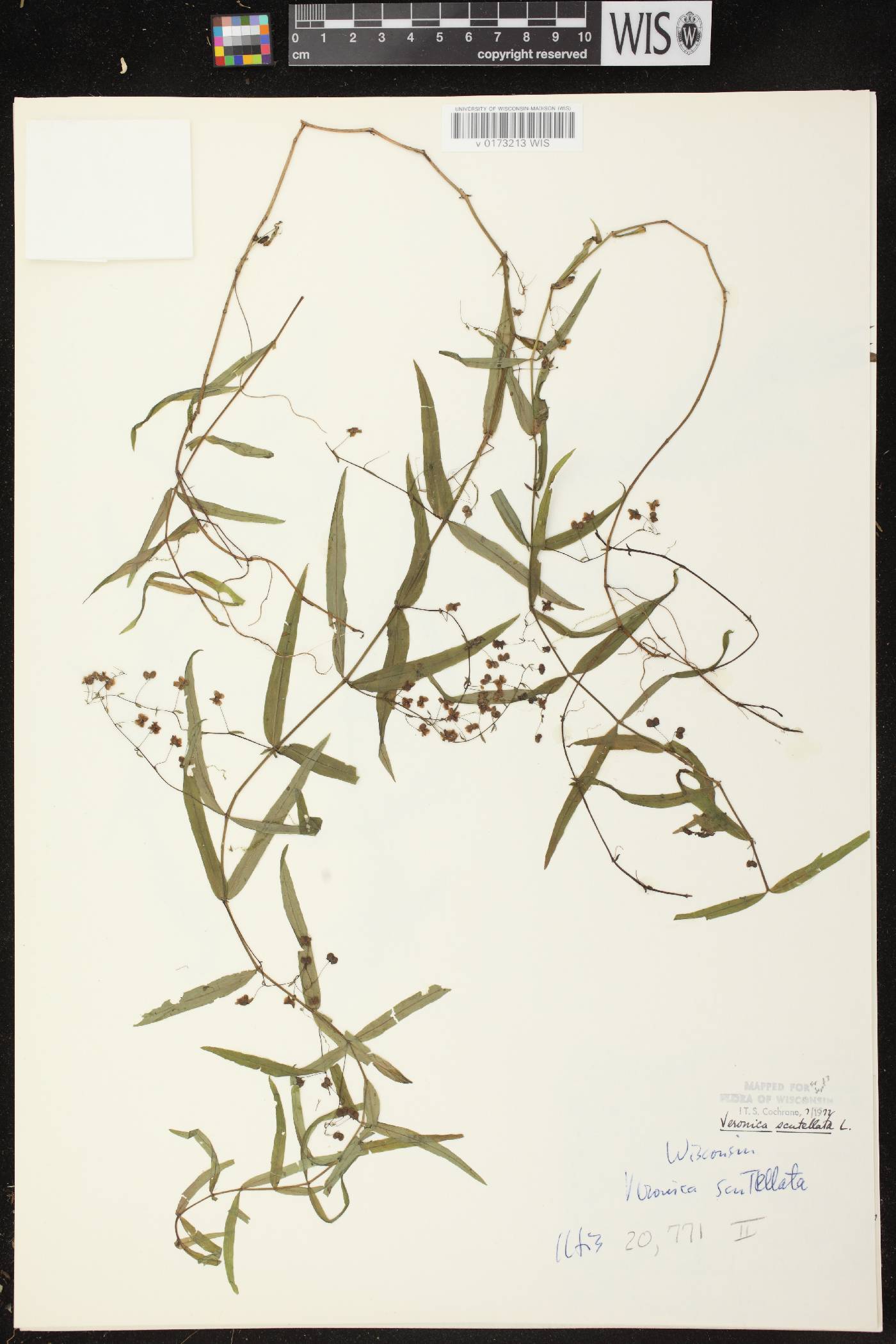 Veronica scutellata image