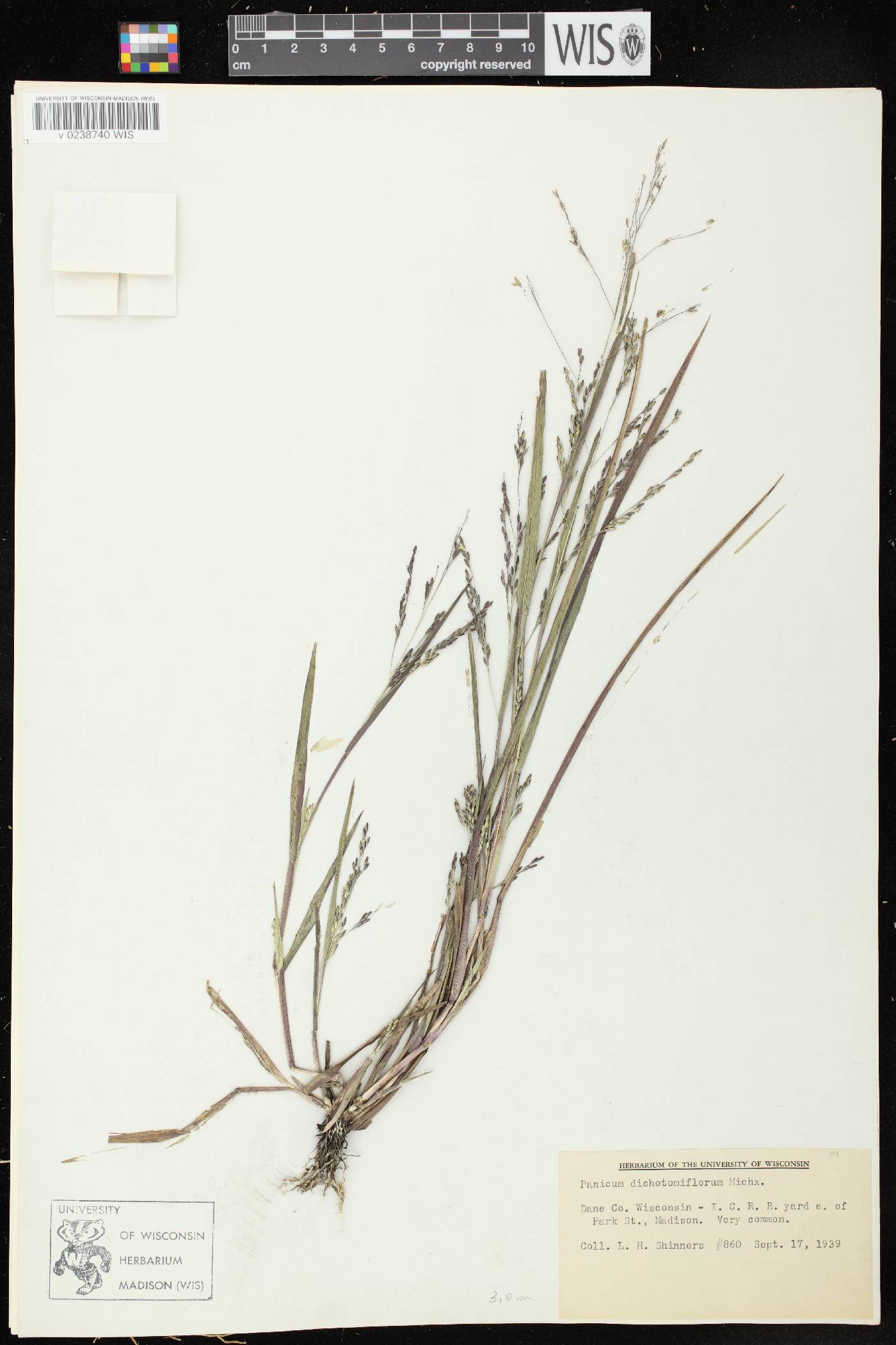 Panicum dichotomiflorum subsp. dichotomiflorum image