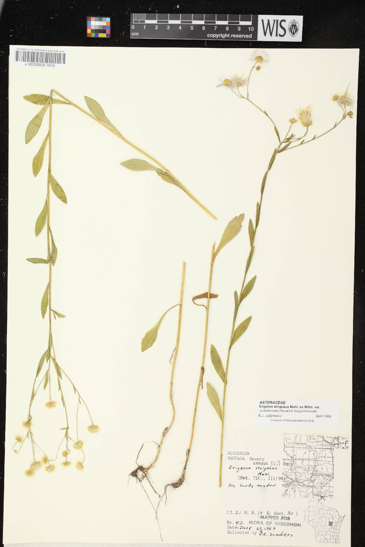 Erigeron strigosus var. septentrionalis image