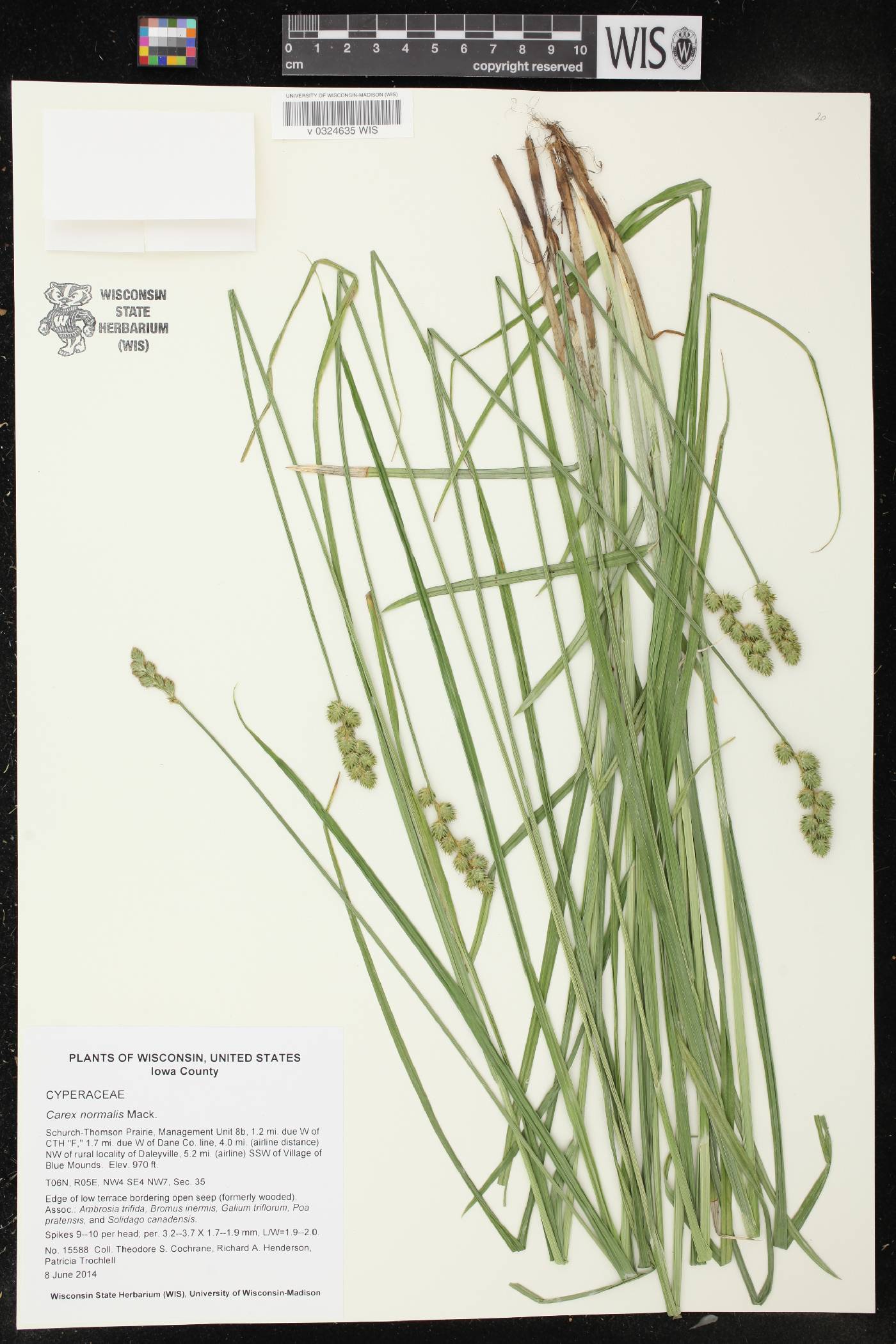 Carex normalis image