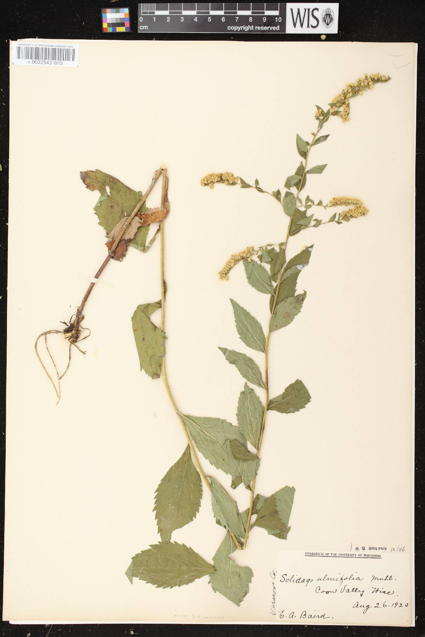 Solidago ulmifolia var. ulmifolia image