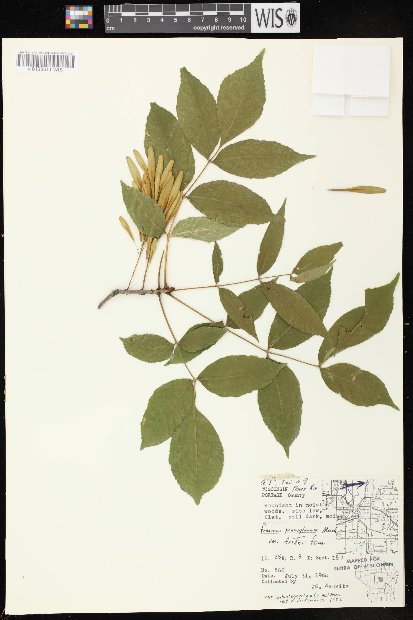 Fraxinus pennsylvanica image