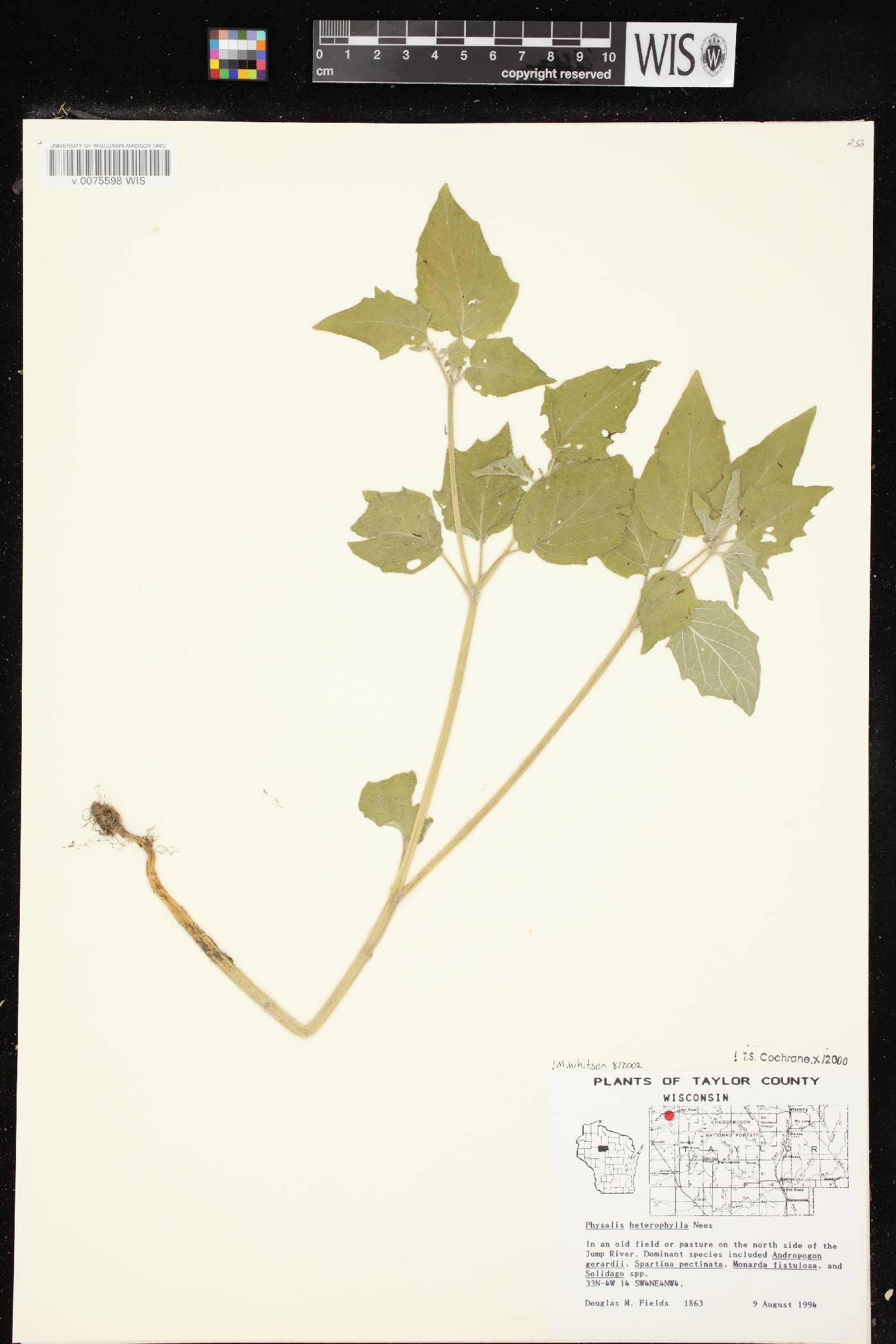 Physalis heterophylla image