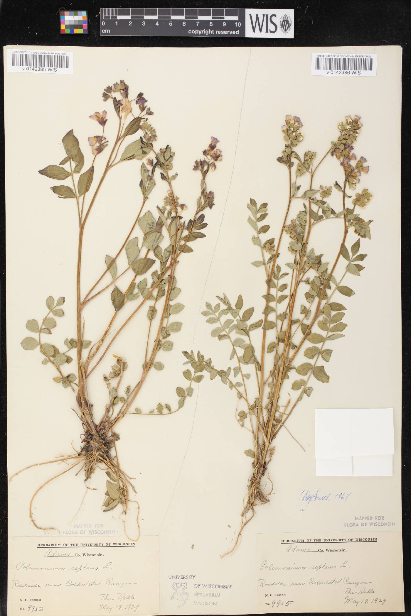 Polemonium reptans var. reptans image
