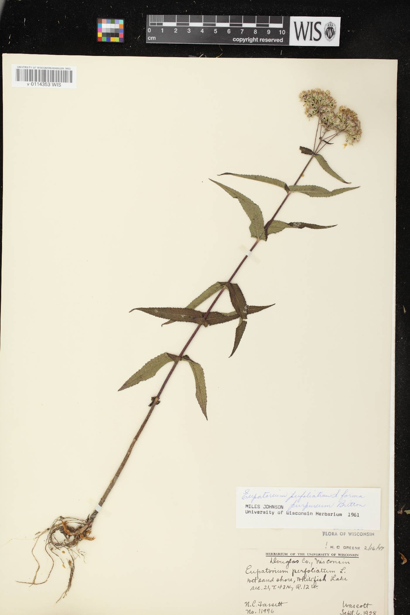 Eupatorium perfoliatum image