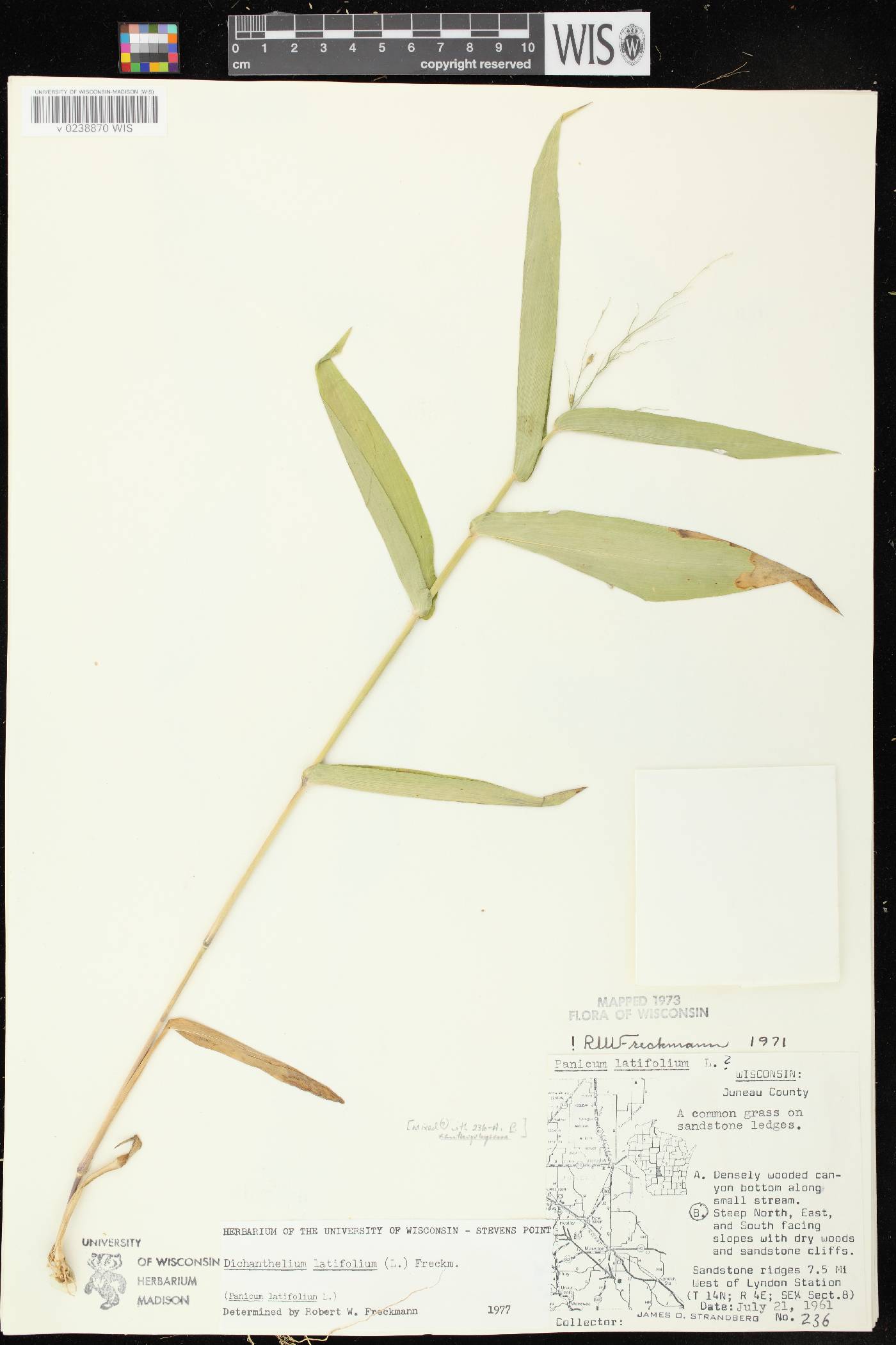 Dichanthelium latifolium image
