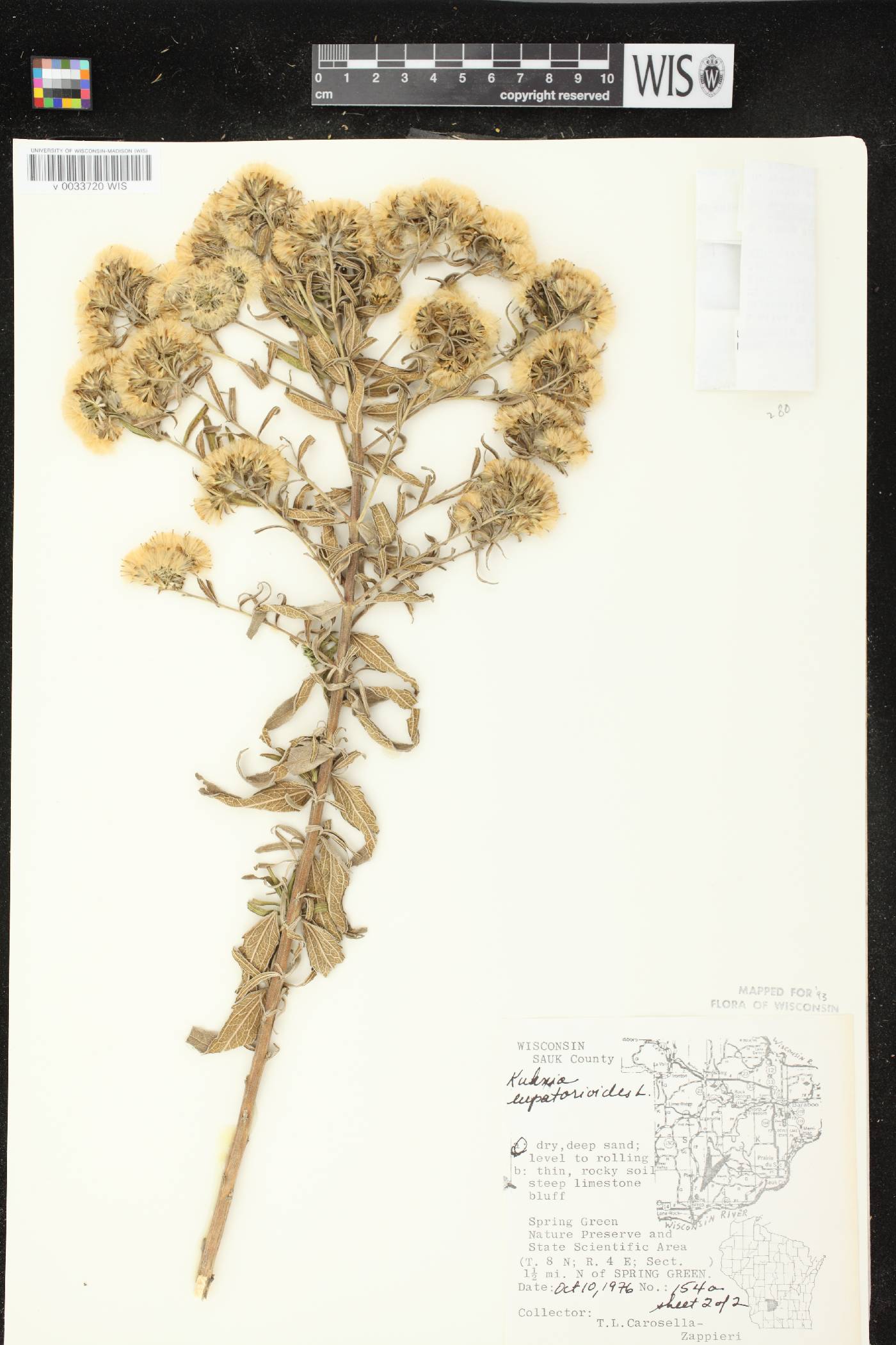 Brickellia eupatorioides image