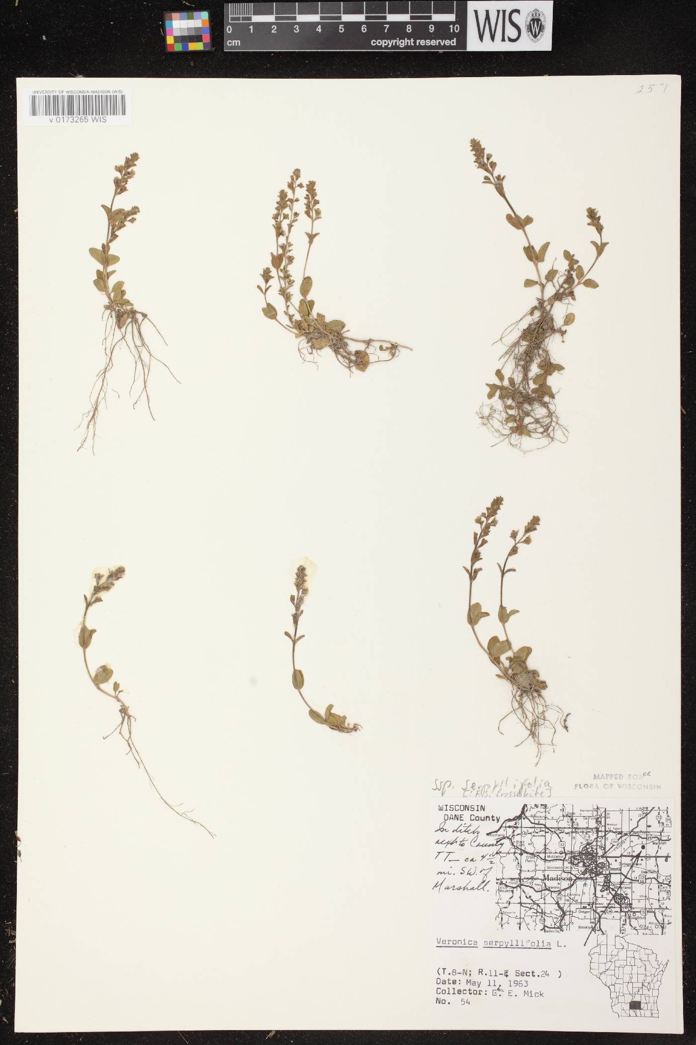 Veronica serpyllifolia subsp. serpyllifolia image