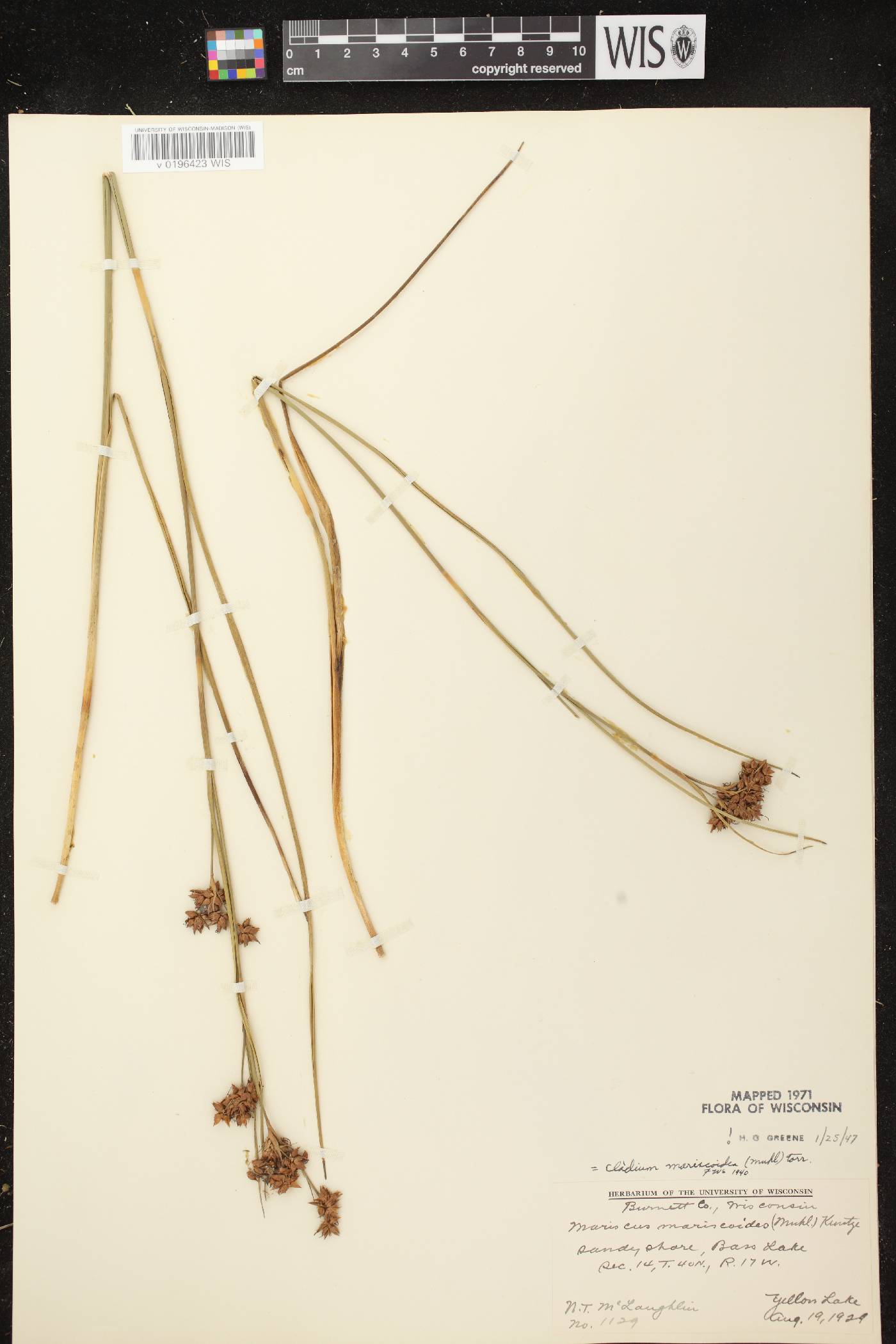 Cladium mariscoides image