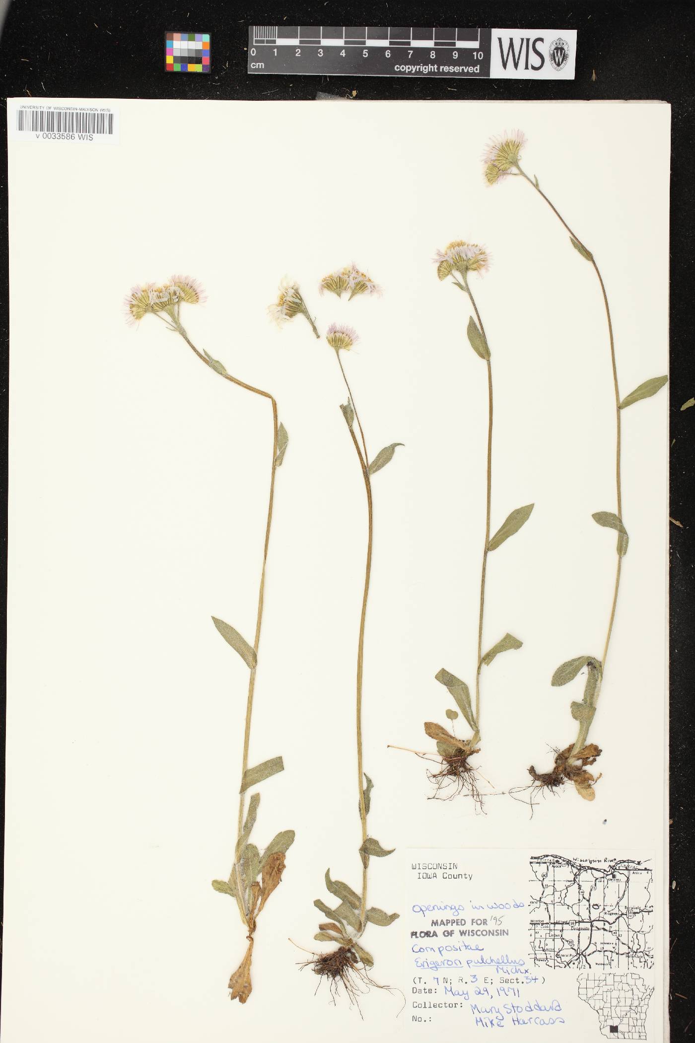 Erigeron pulchellus image