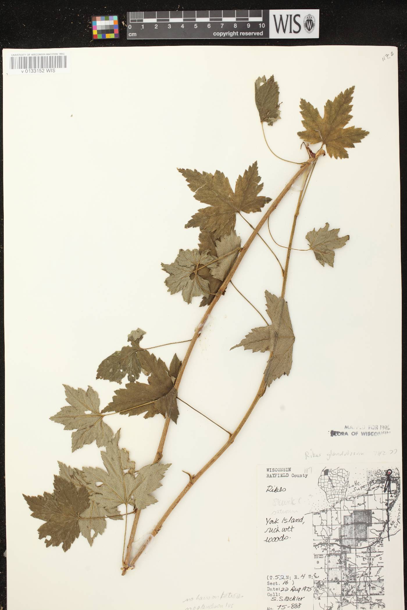 Ribes glandulosum image