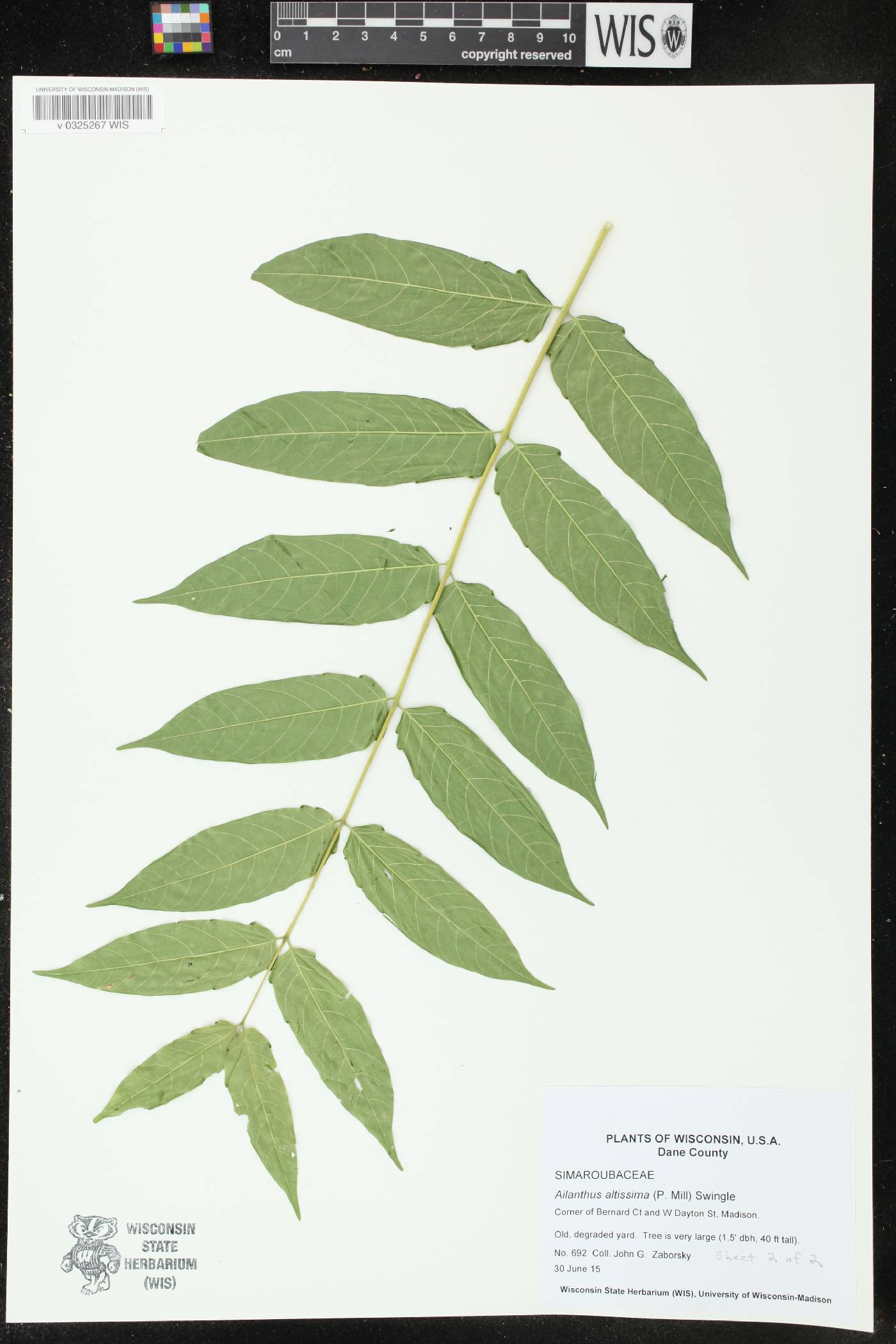 Ailanthus altissima image