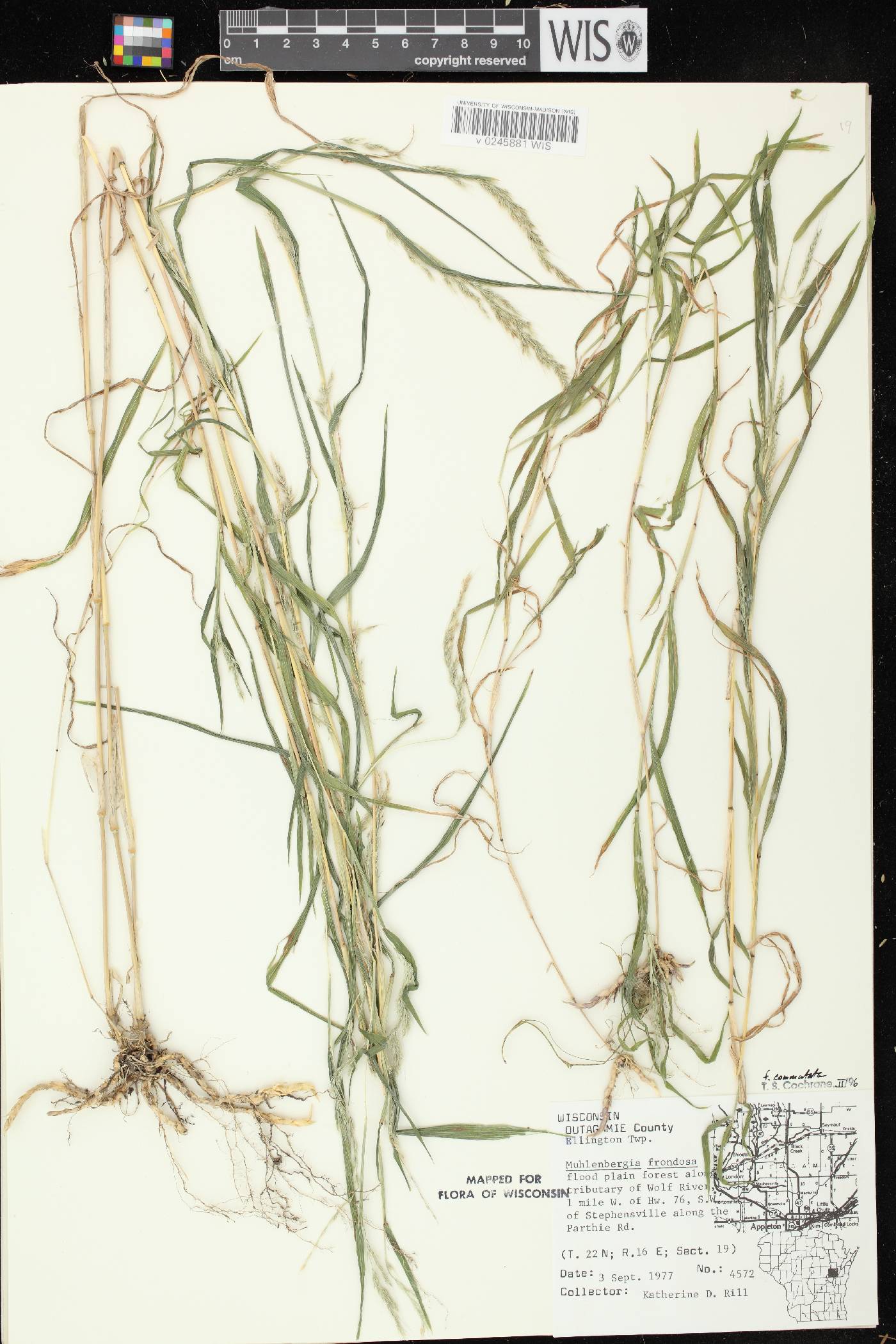 Muhlenbergia frondosa image