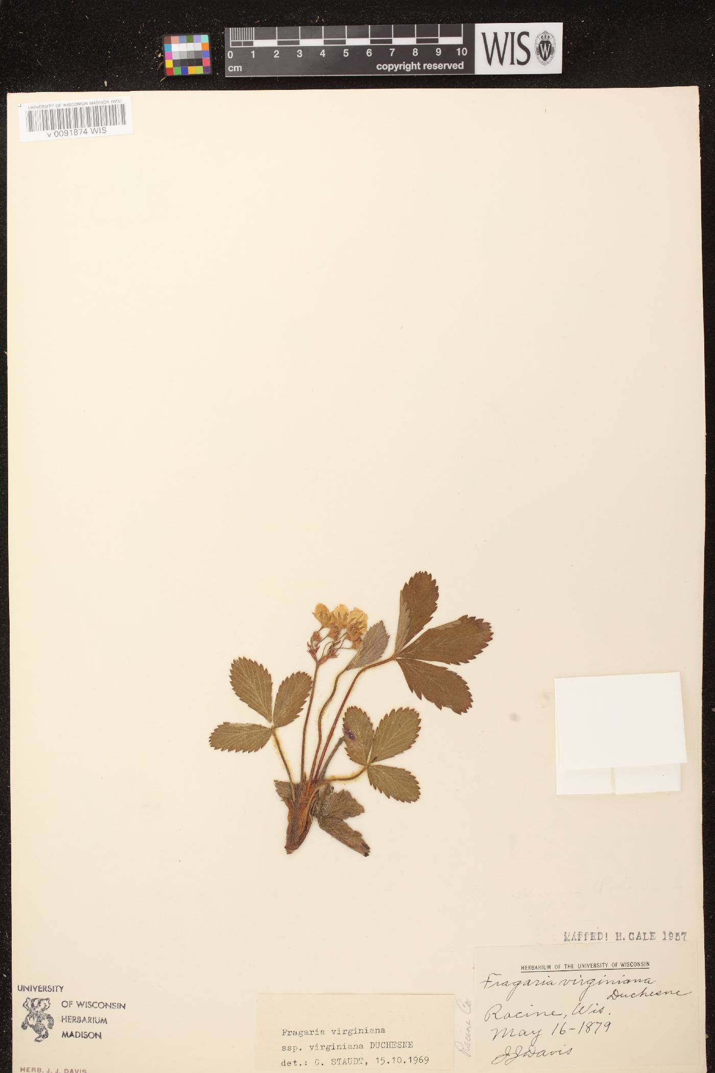 Fragaria virginiana image
