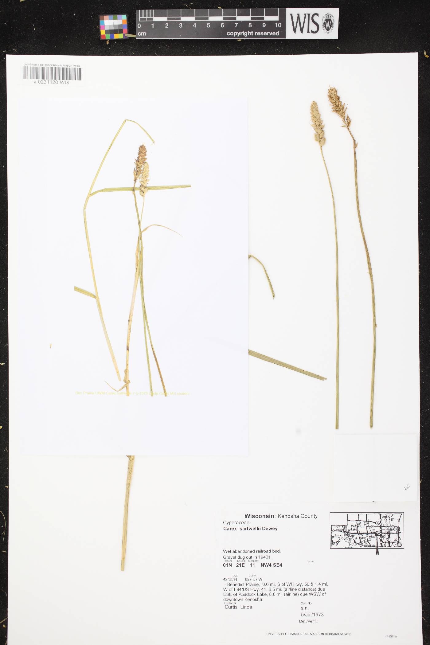 Carex sartwellii image