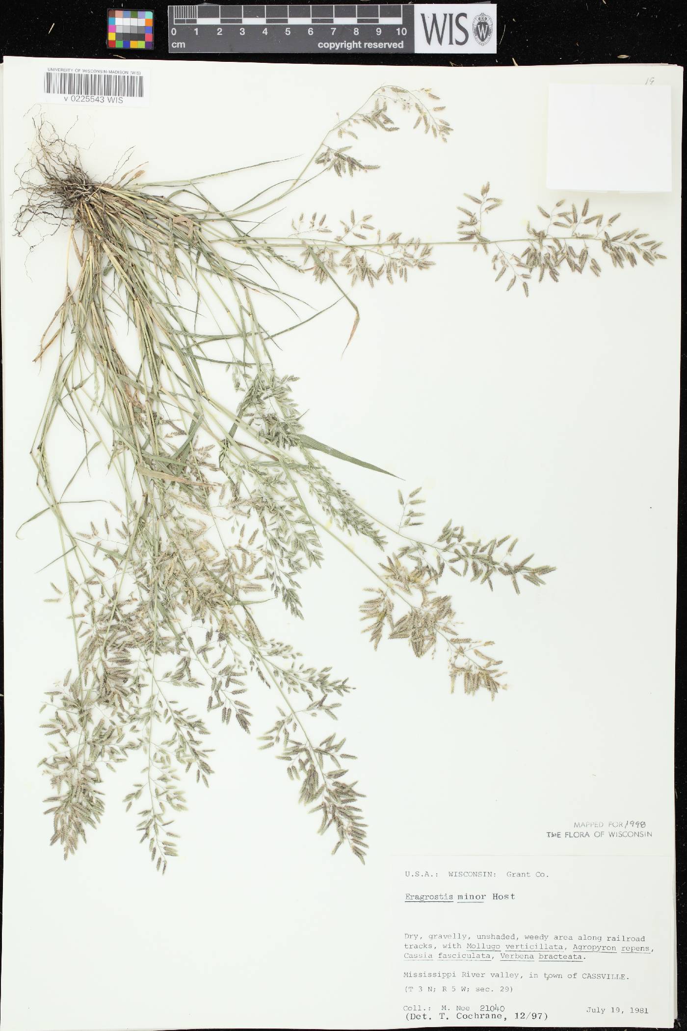 Eragrostis minor image
