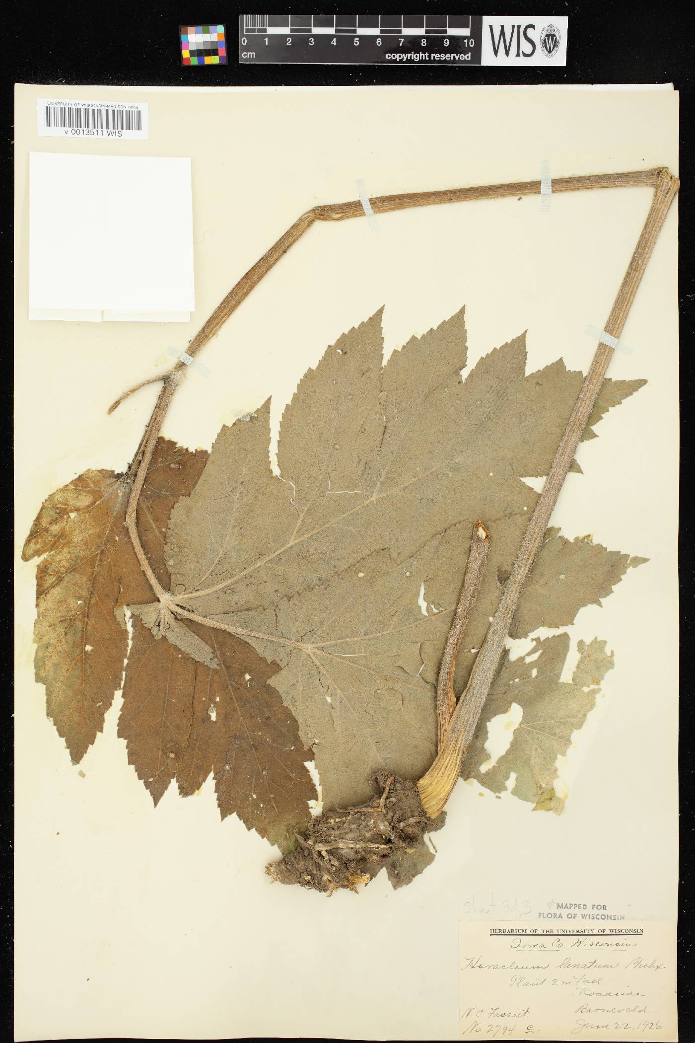 Heracleum maximum image