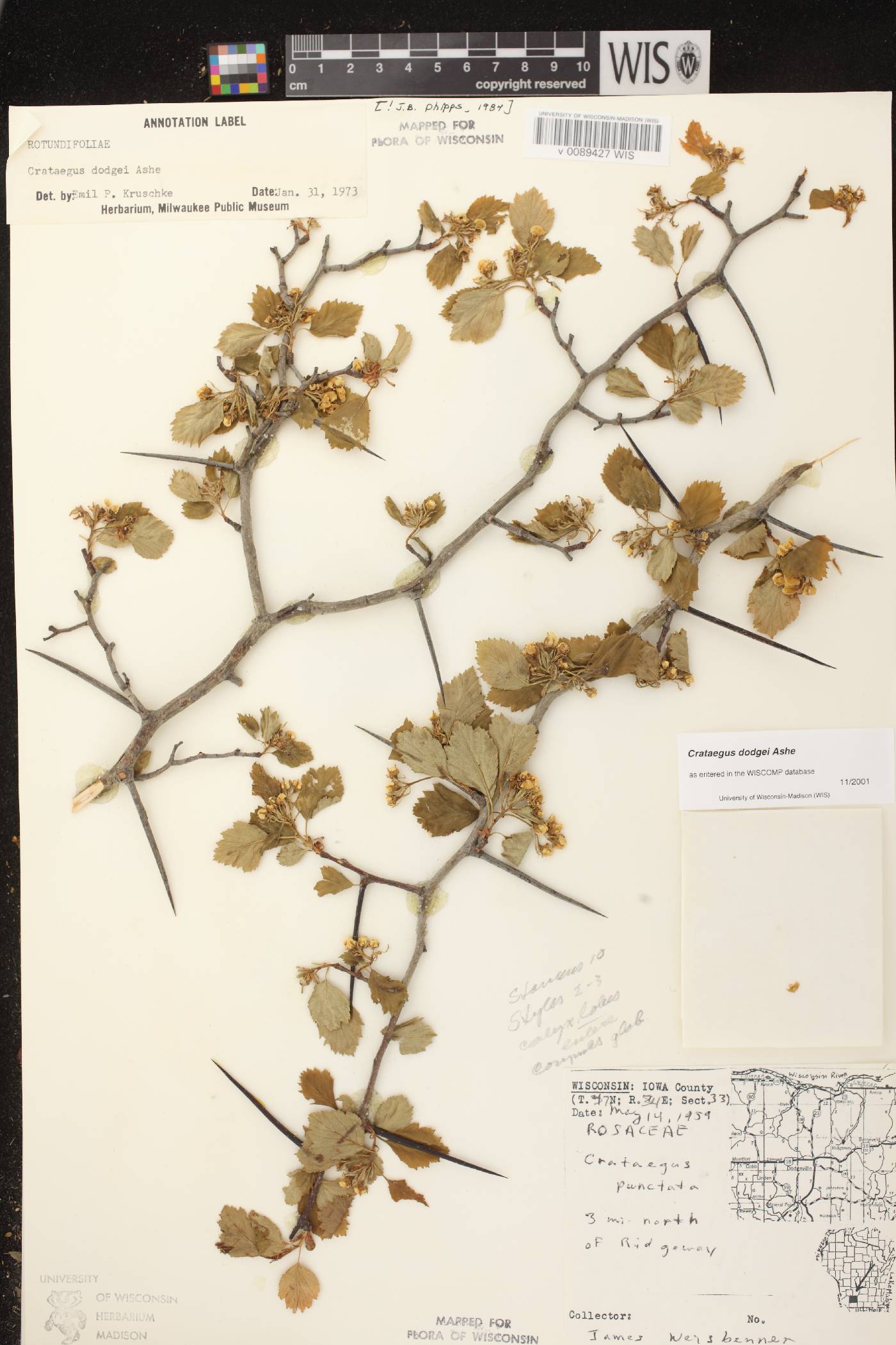 Crataegus dodgei image