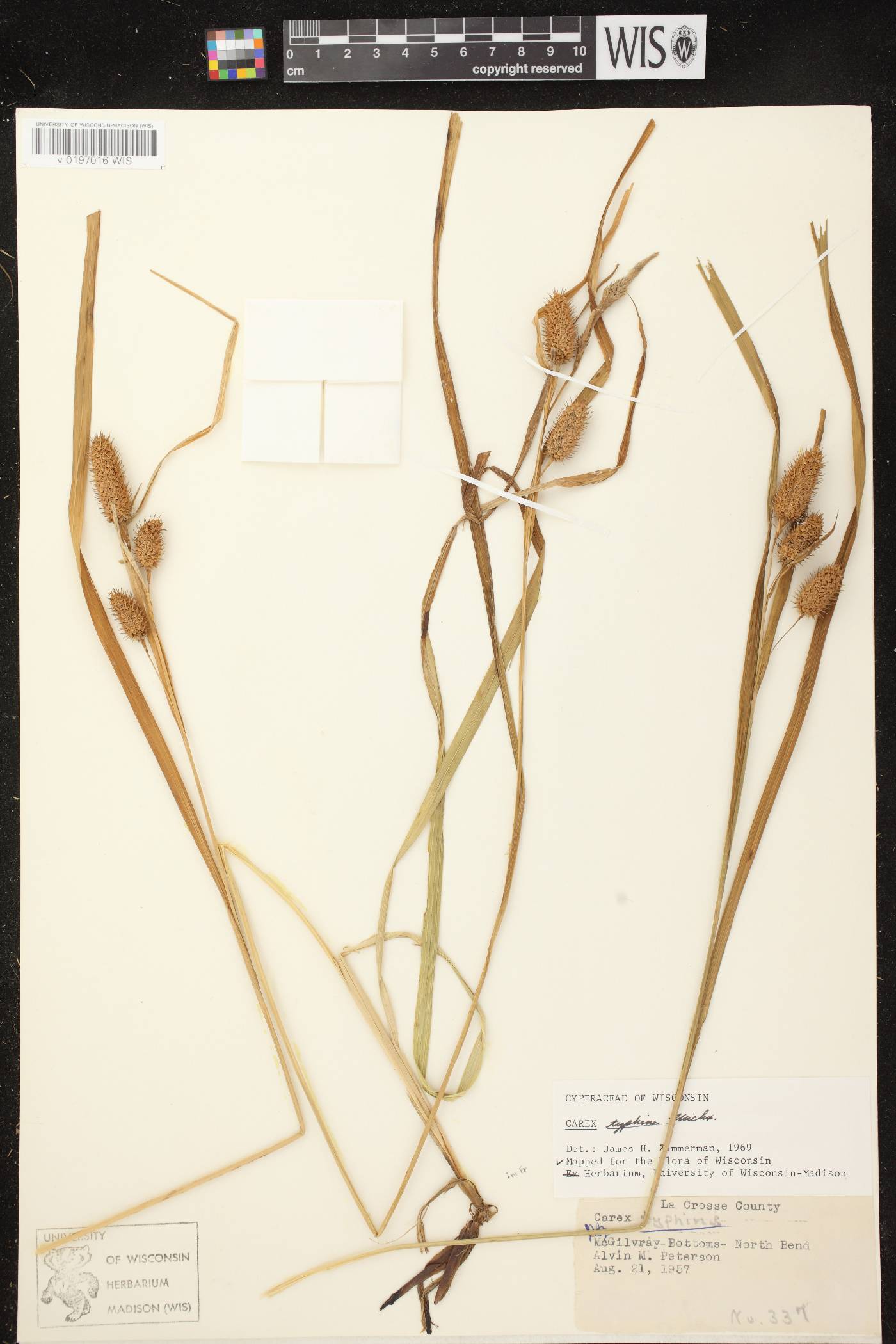 Carex typhina image