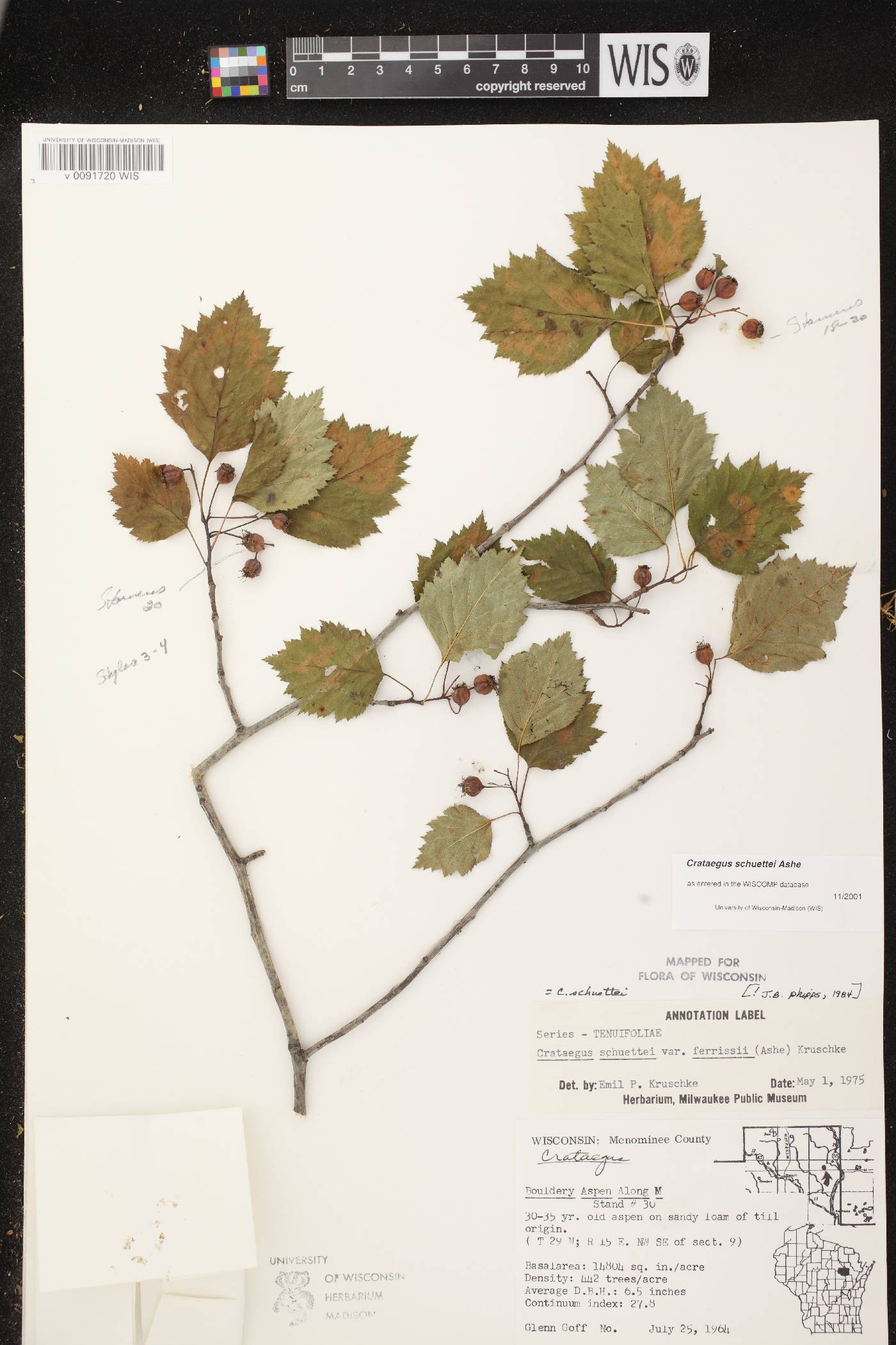 Crataegus schuettei image