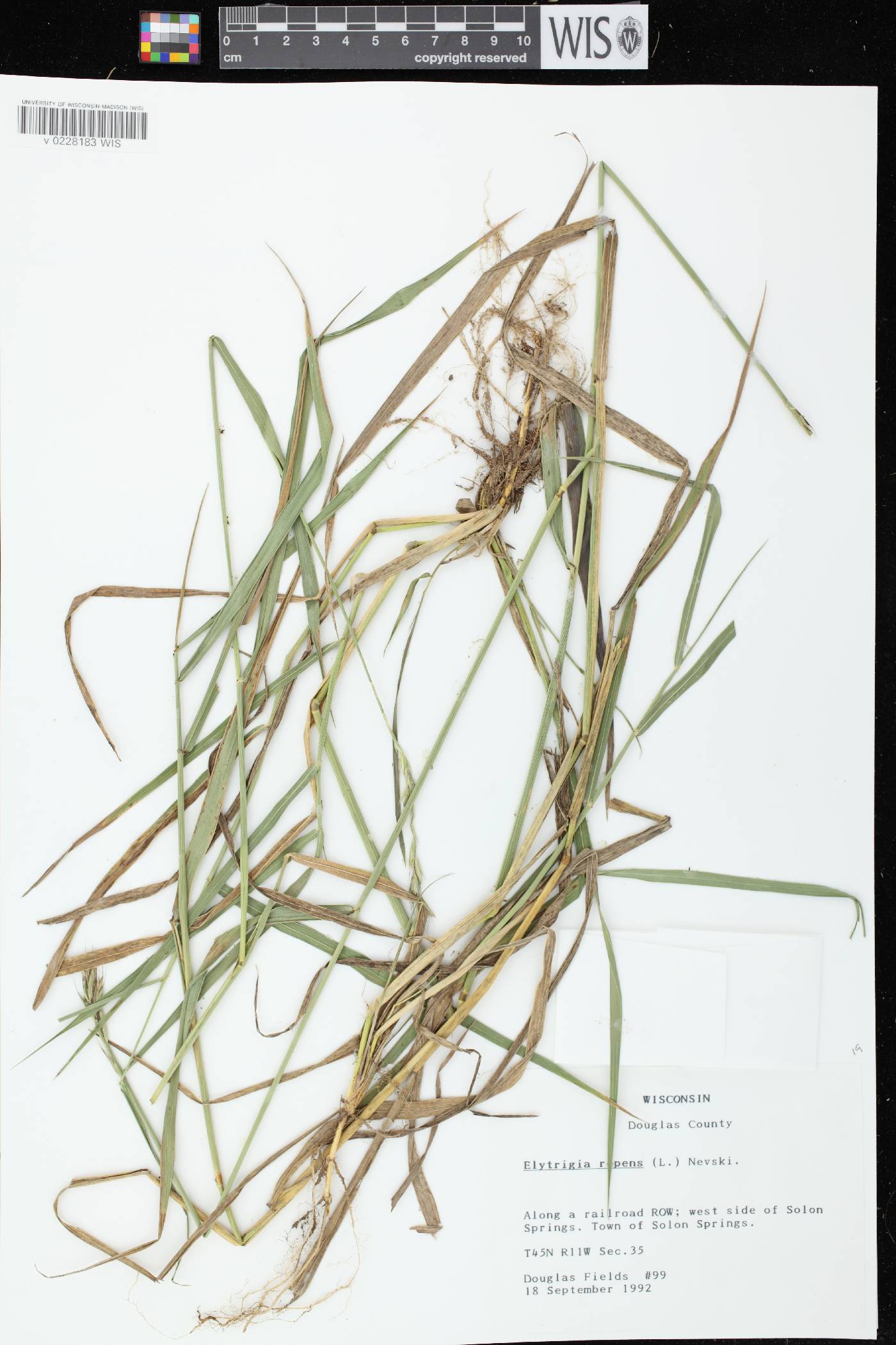 Elymus repens image