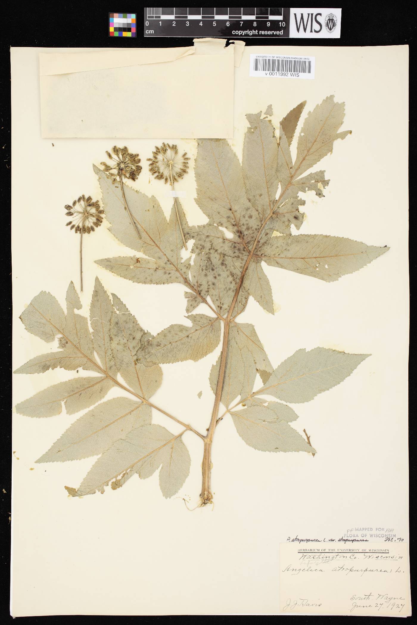 Angelica atropurpurea var. atropurpurea image