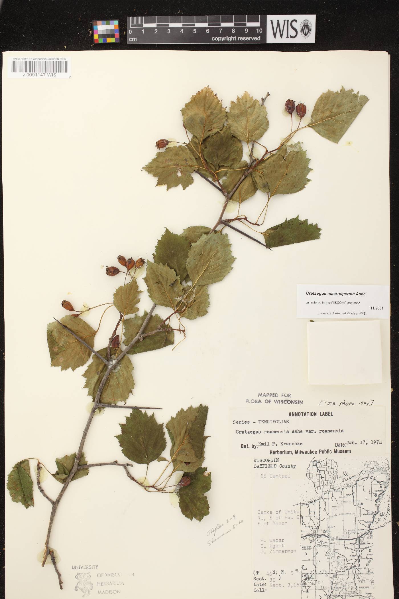 Crataegus macrosperma image