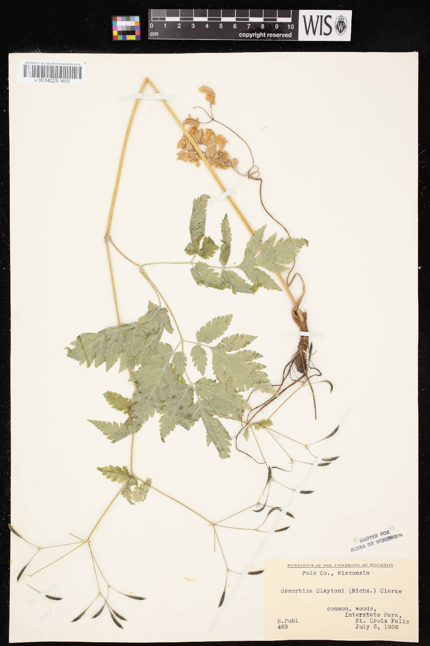 Osmorhiza claytonii image