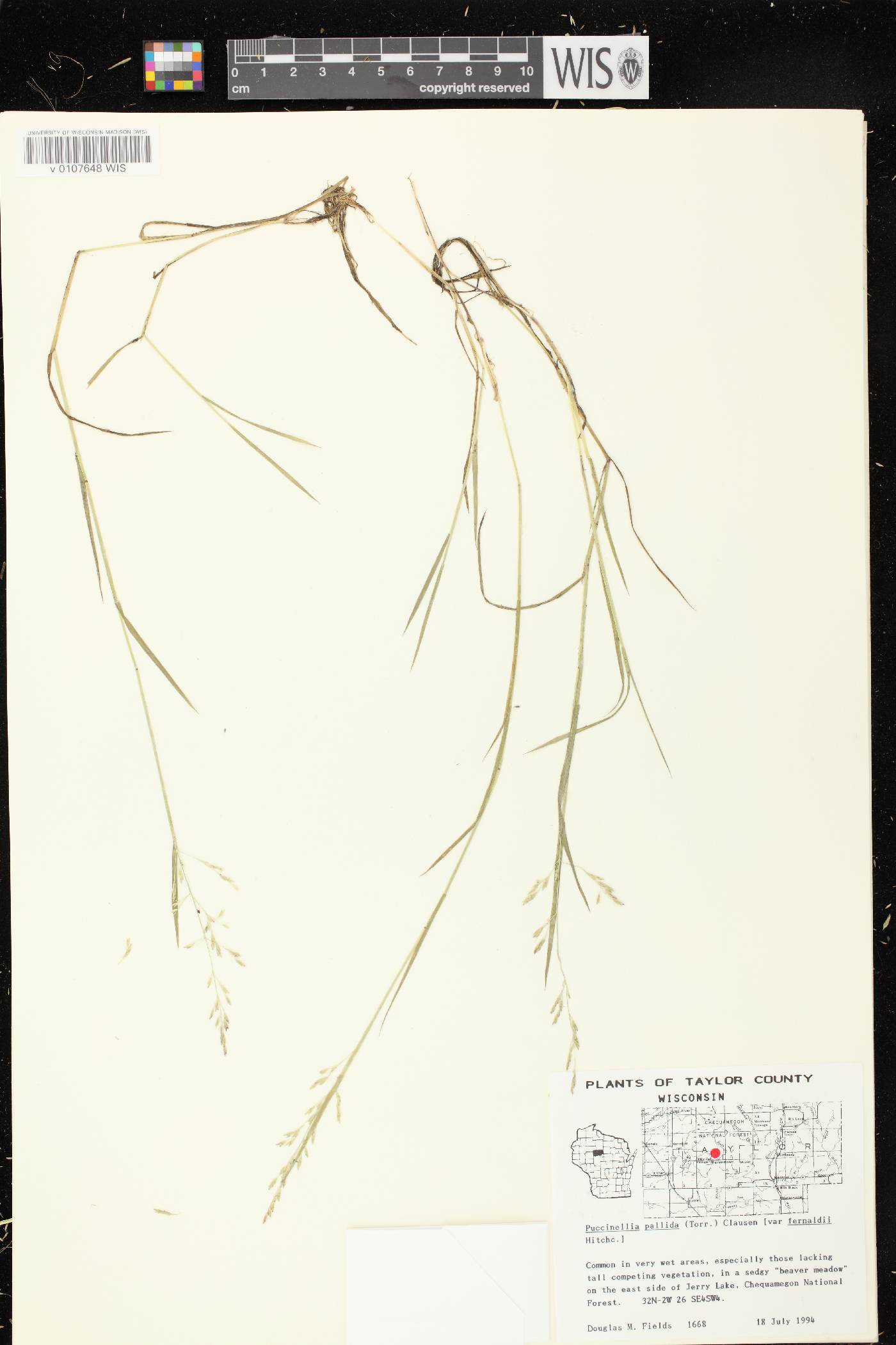 Torreyochloa pallida image