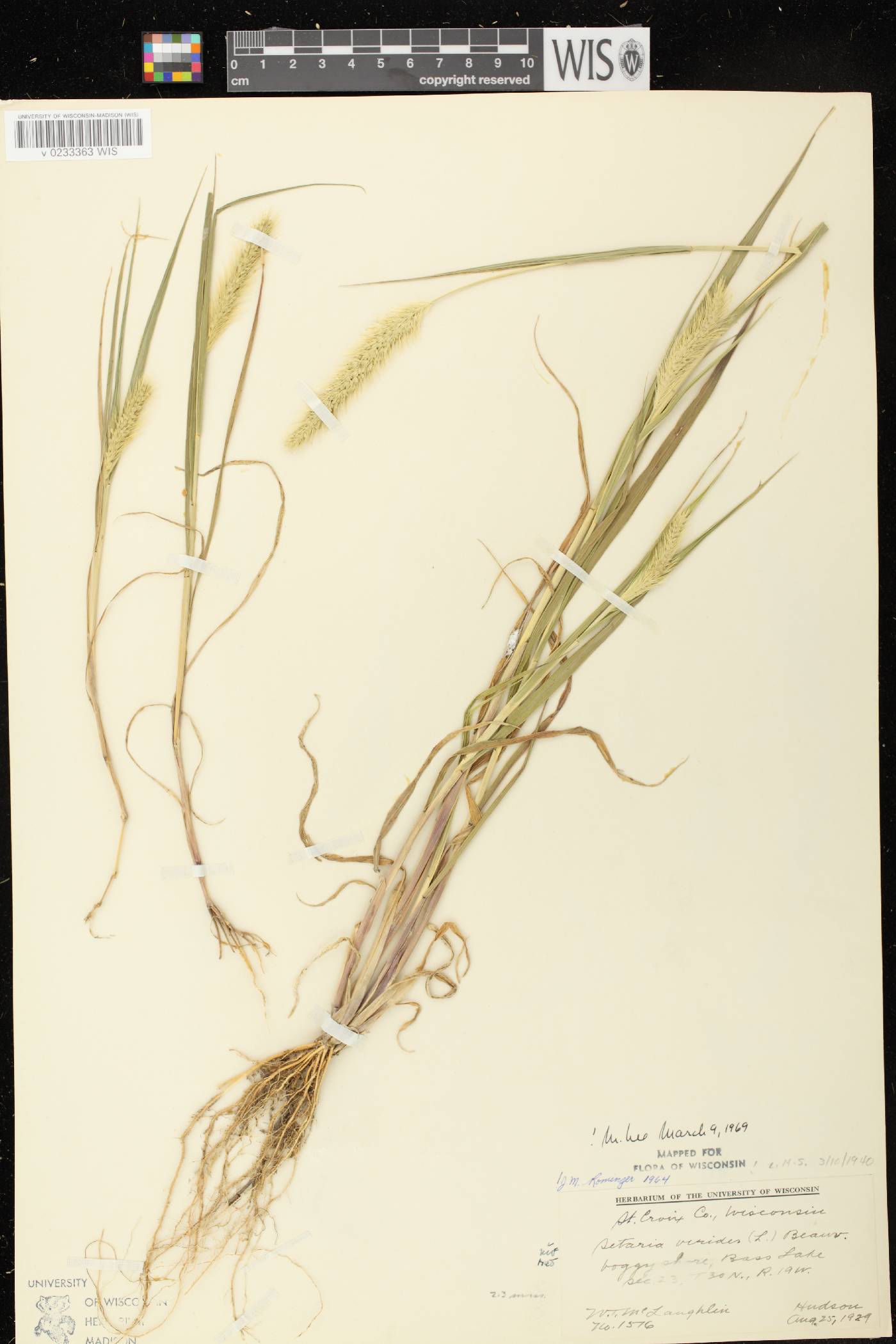 Setaria viridis var. viridis image