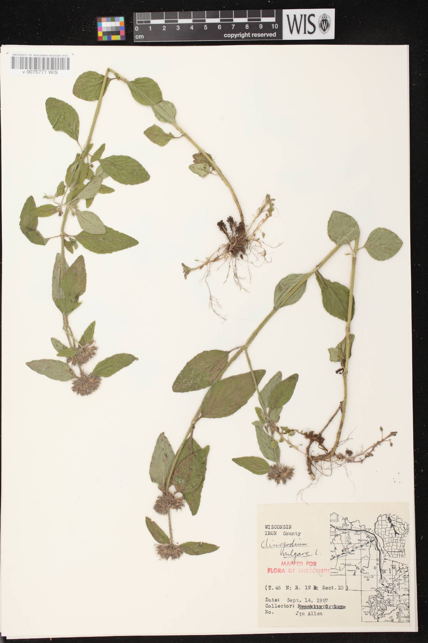 Clinopodium vulgare image