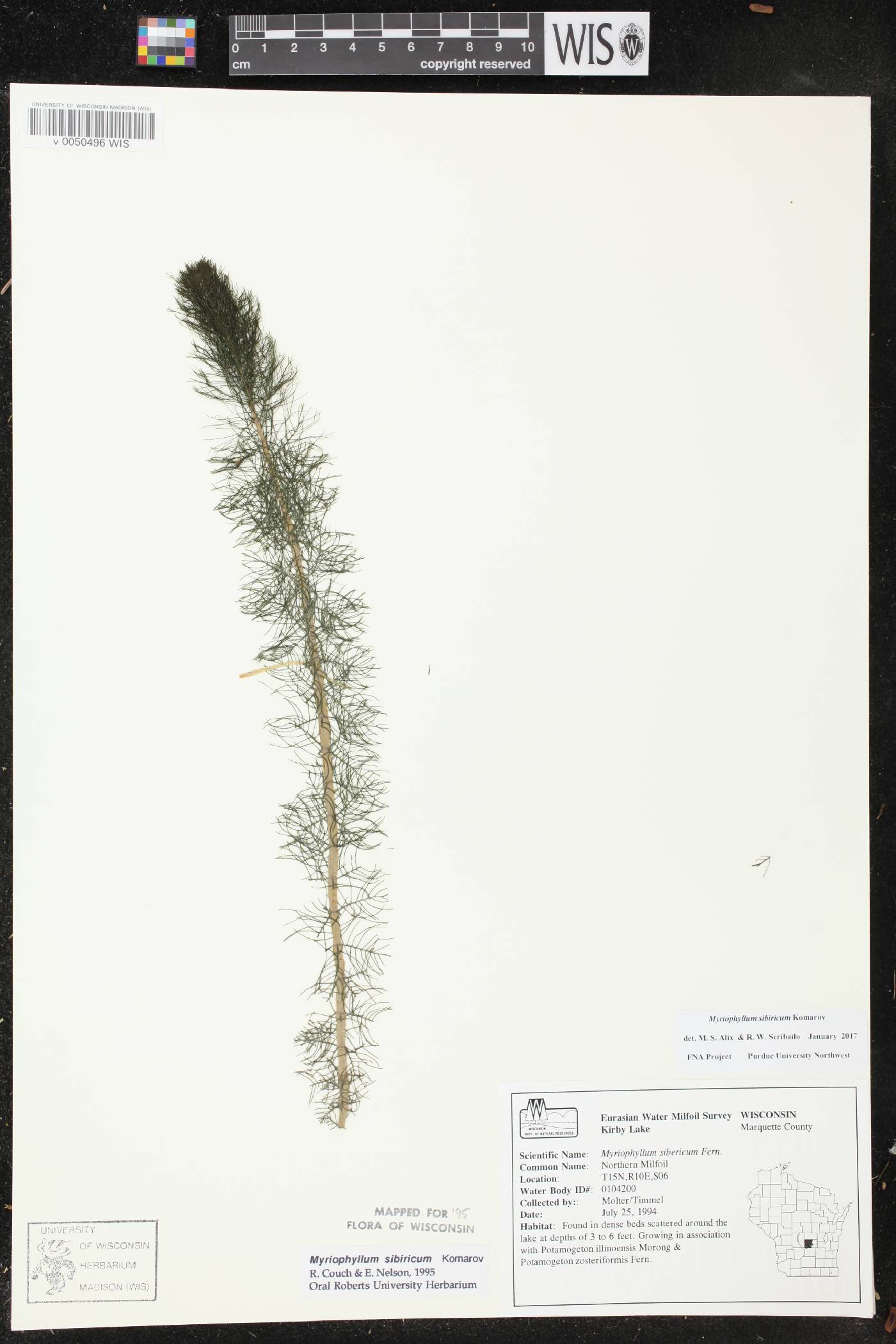 Myriophyllum sibiricum image