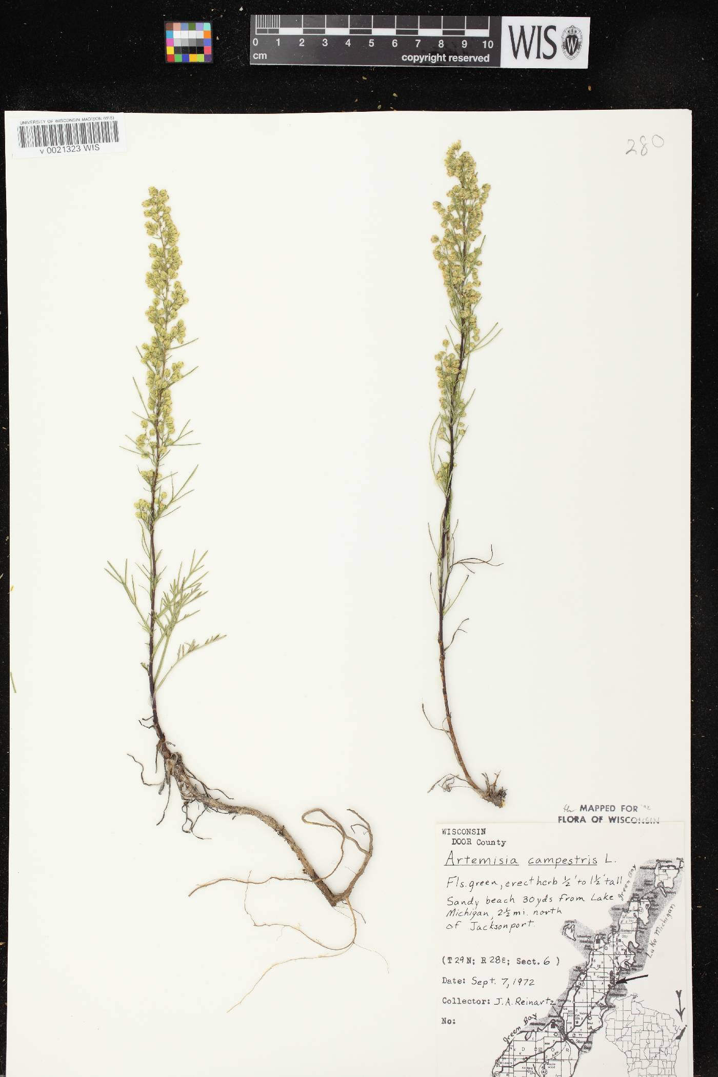 Artemisia campestris image