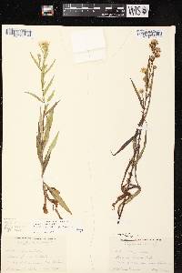 Image of Symphyotrichum lanceolatum var. hesperium x s. lanceolatum var. lanceolatum