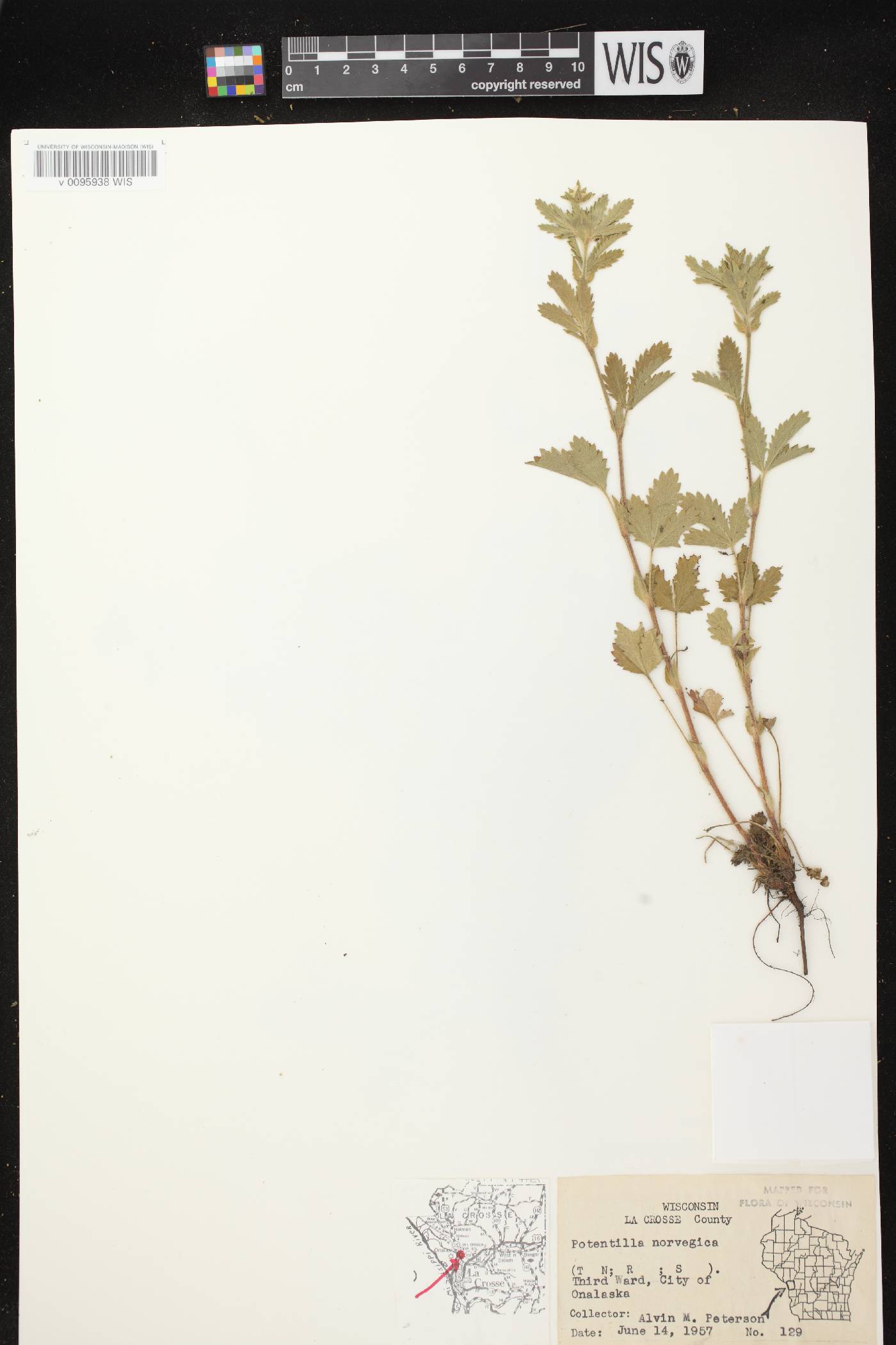 Potentilla norvegica image