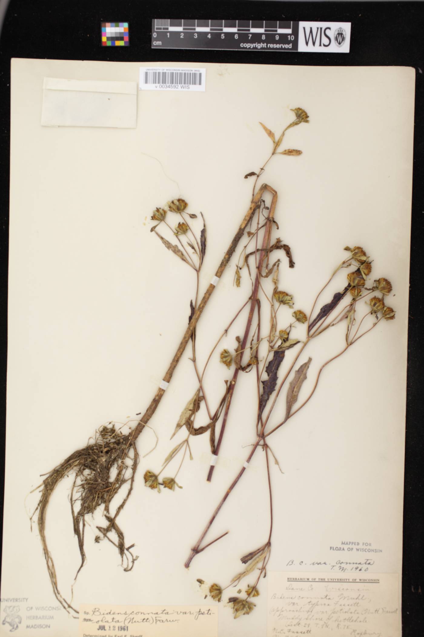 Bidens connata image