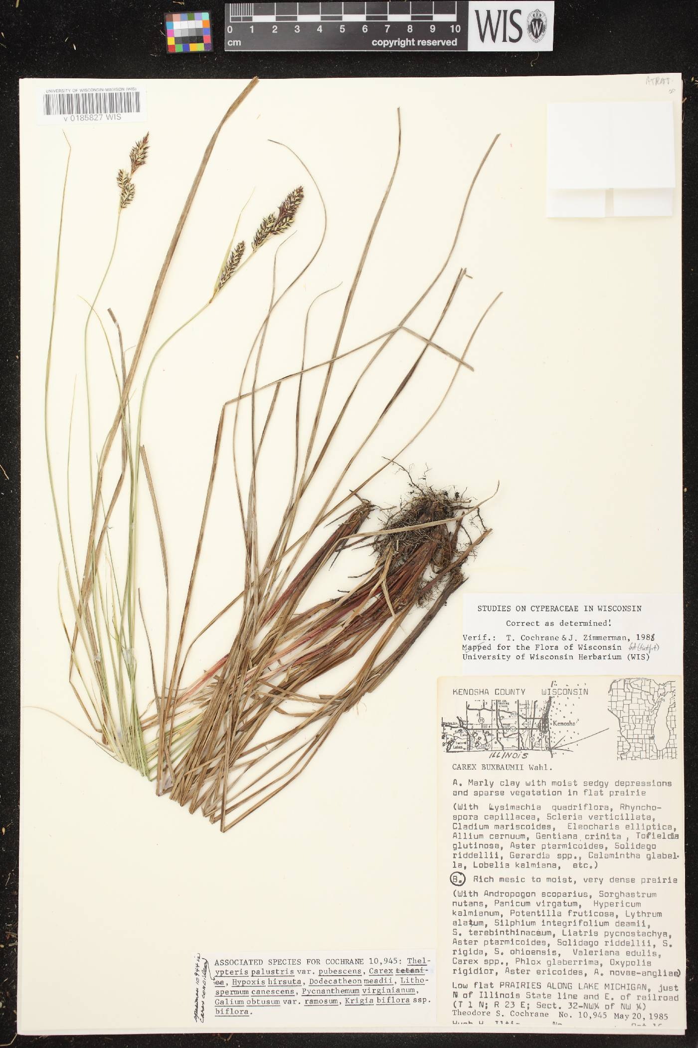Carex buxbaumii image