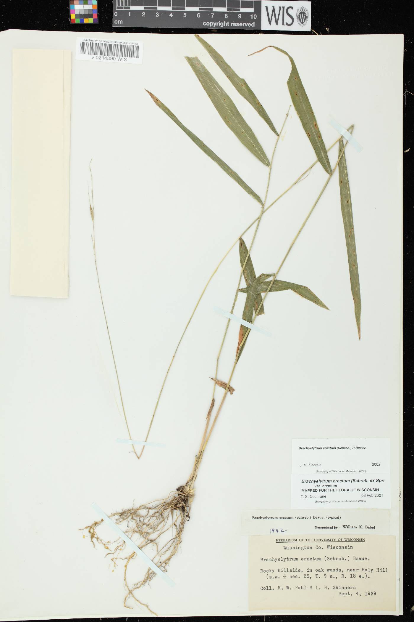 Brachyelytrum erectum image