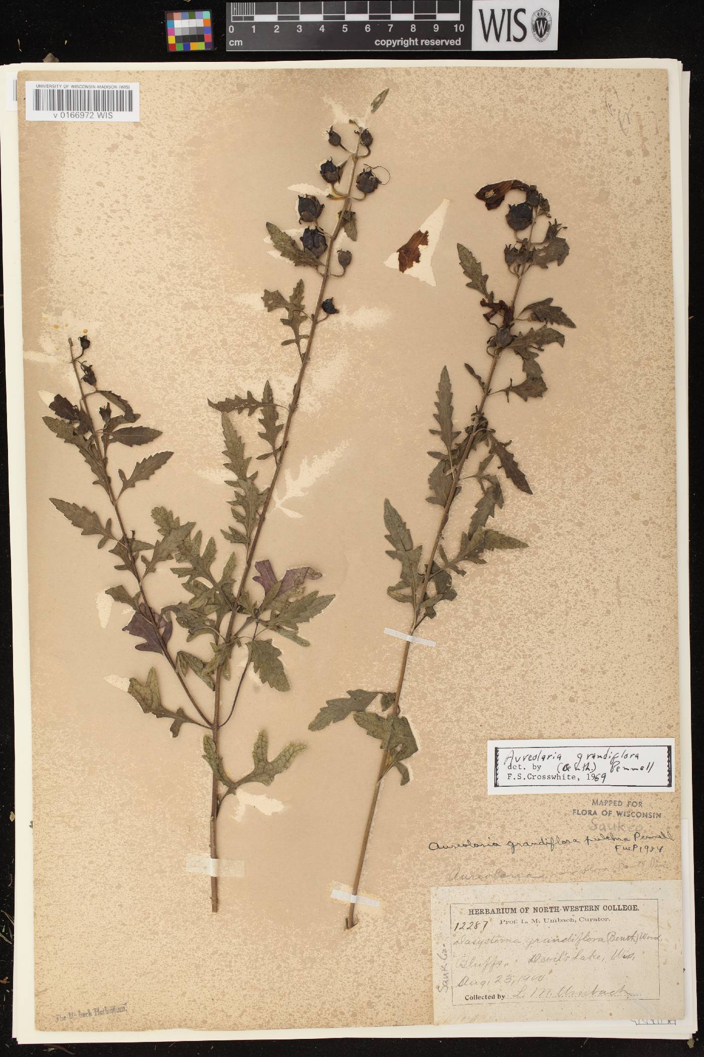 Aureolaria grandiflora var. pulchra image