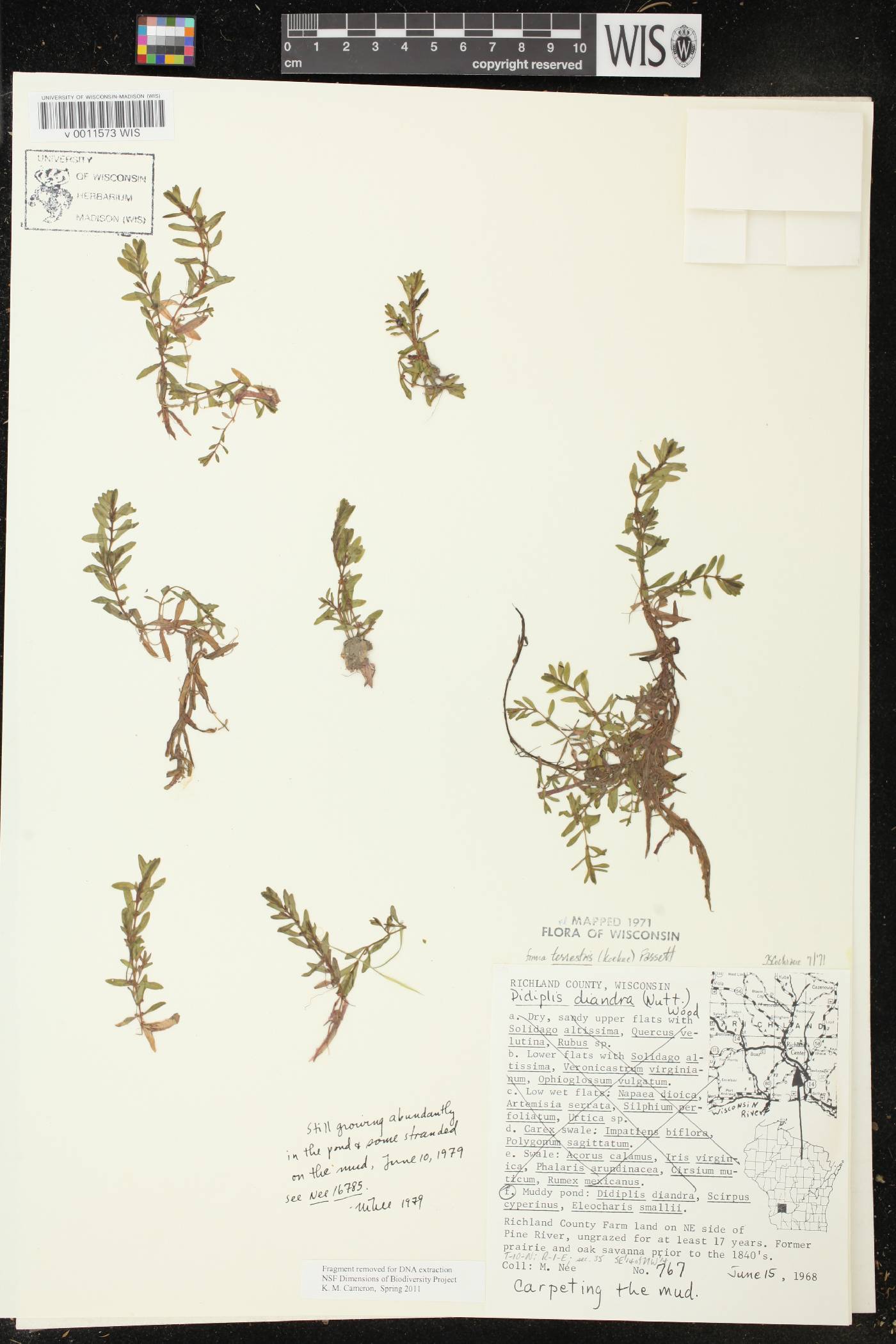 Didiplis diandra image