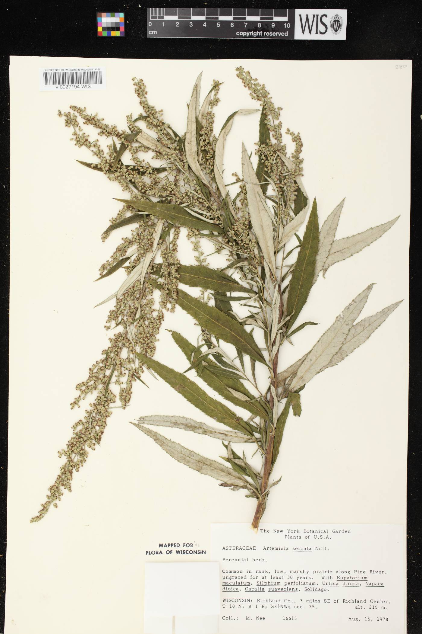 Artemisia serrata image
