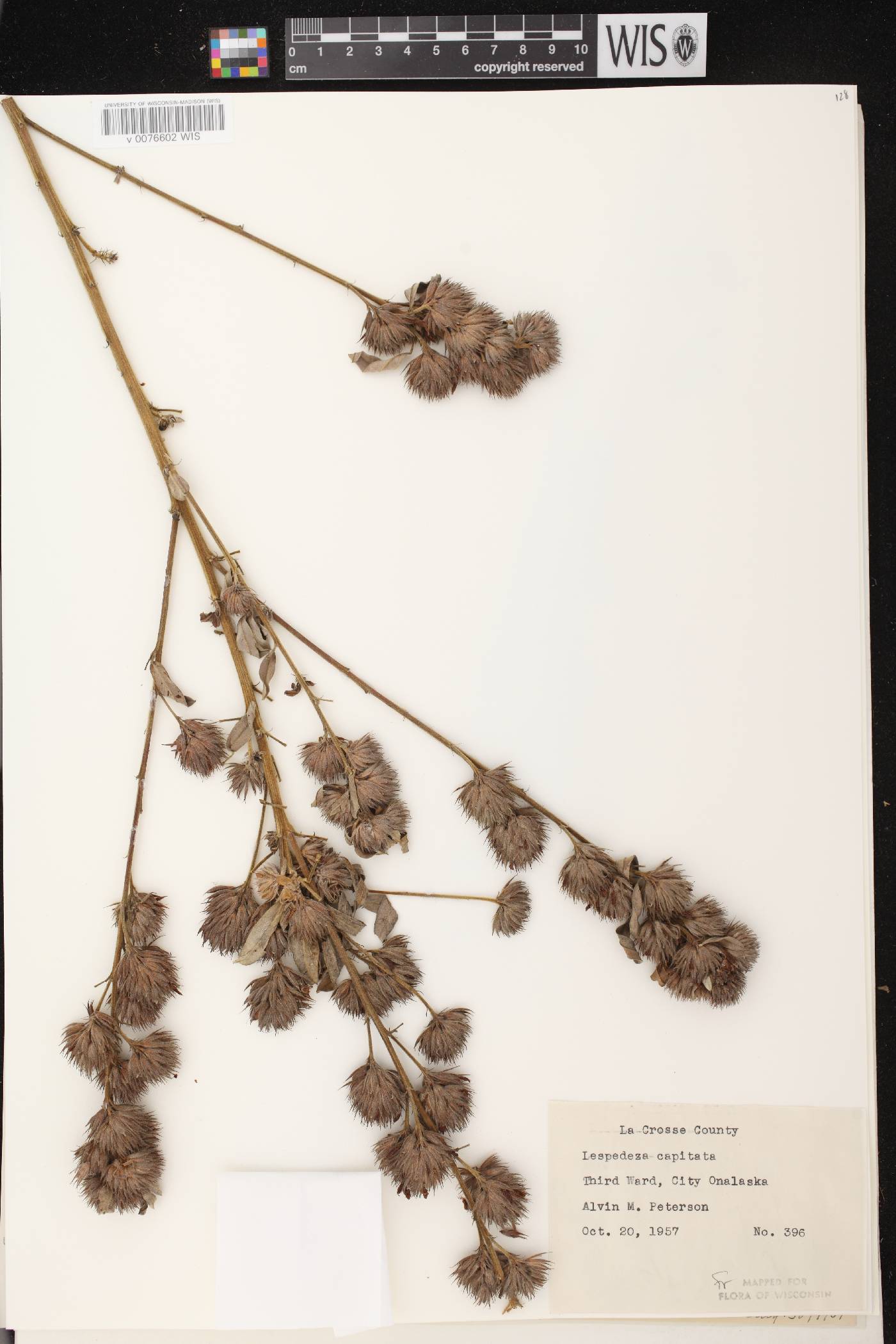 Lespedeza capitata image